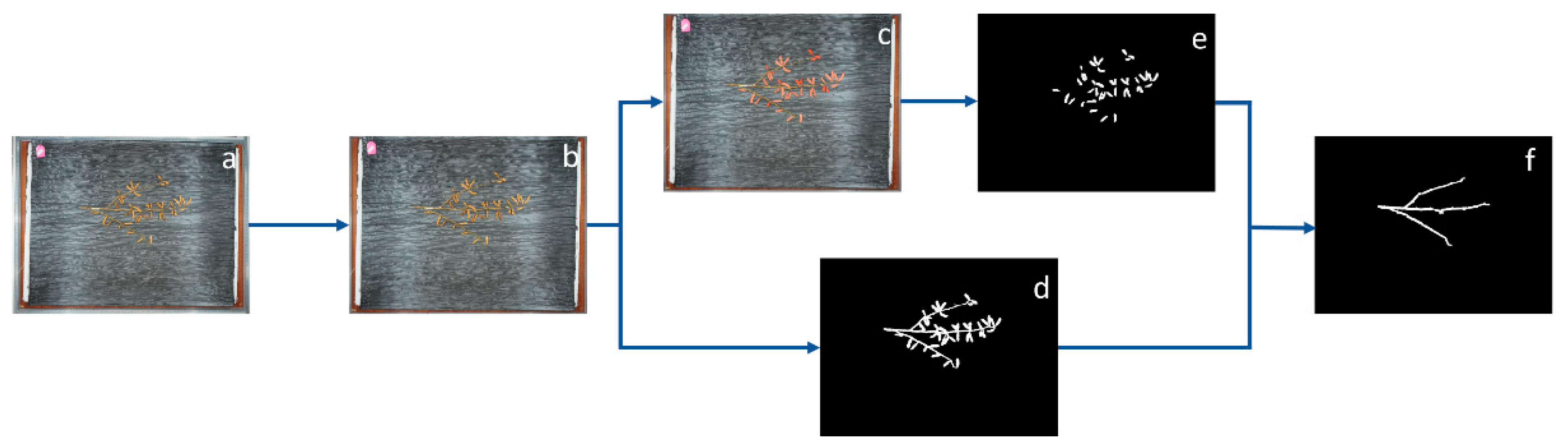 Plants 13 02613 g008