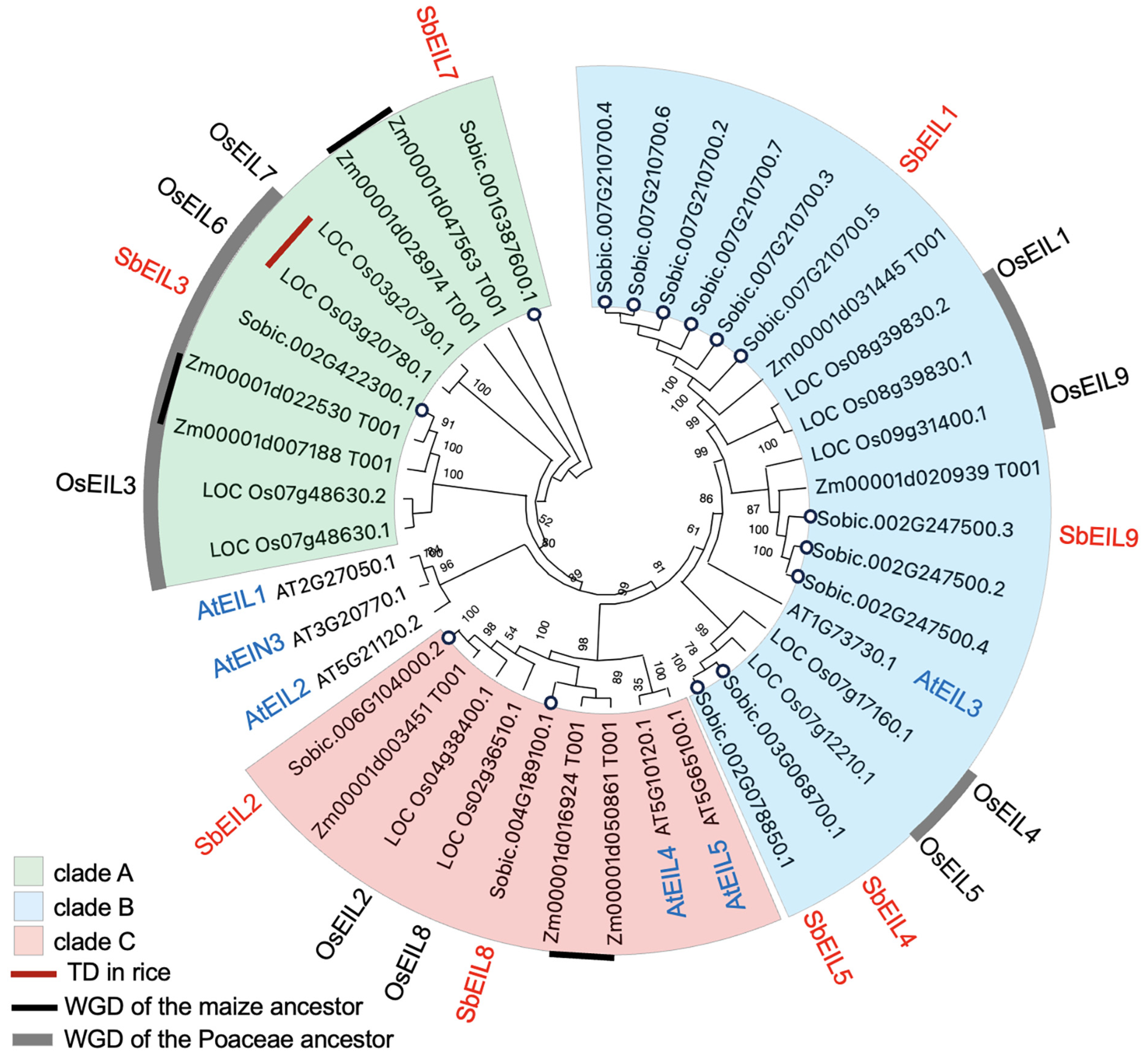 Plants 13 02615 g001