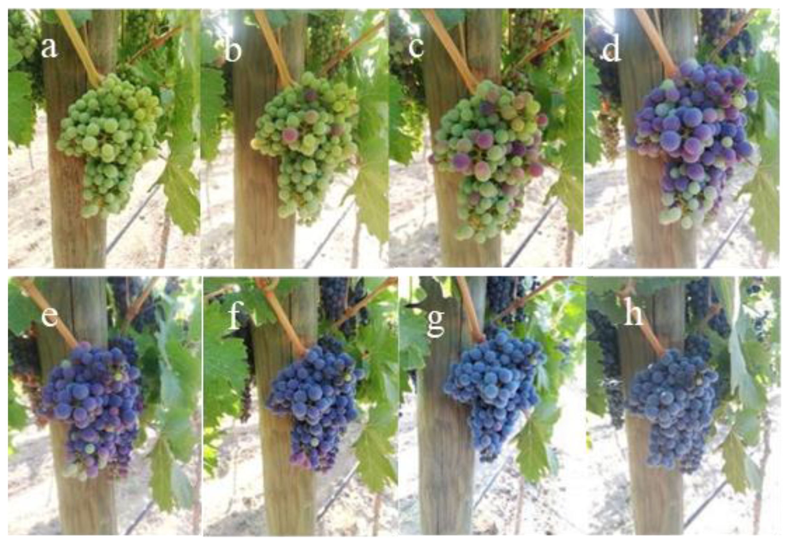 Plants 13 02617 g004