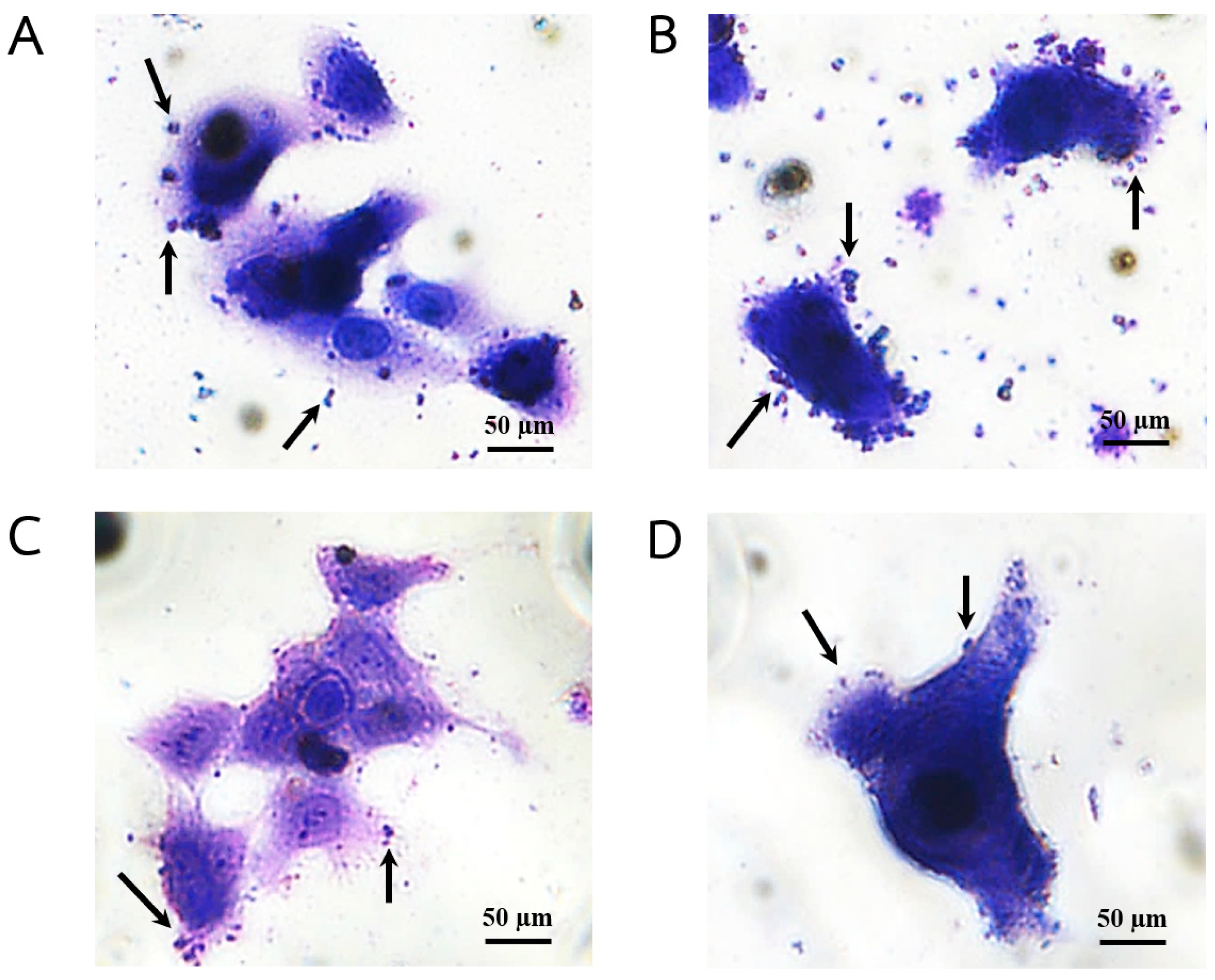 Plants 13 02622 g004