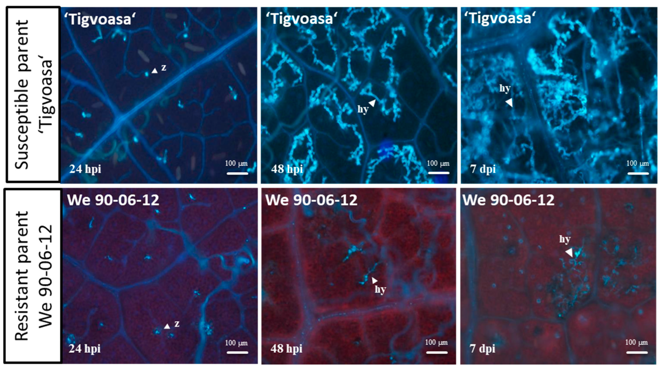 Plants 13 02624 g001 Plants 13 02624 g001