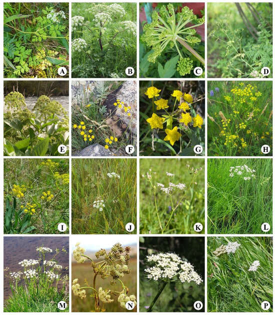 Plants 13 02635 g0a1