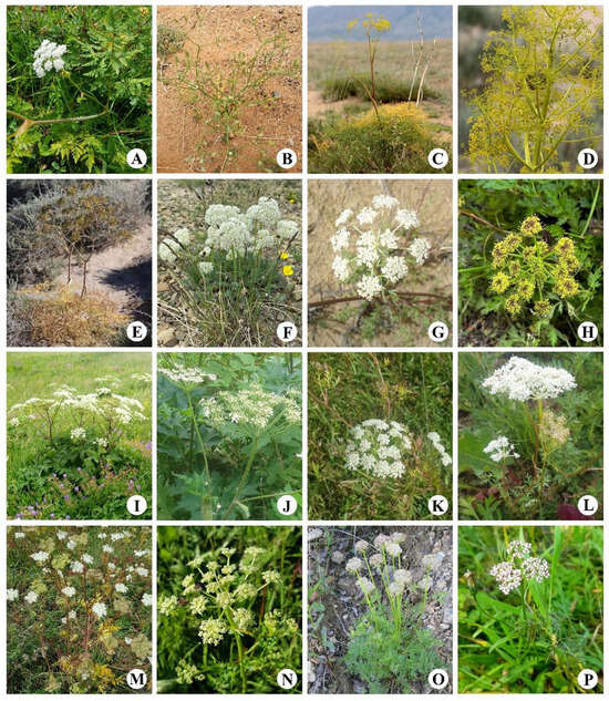 Plants 13 02635 g0a2