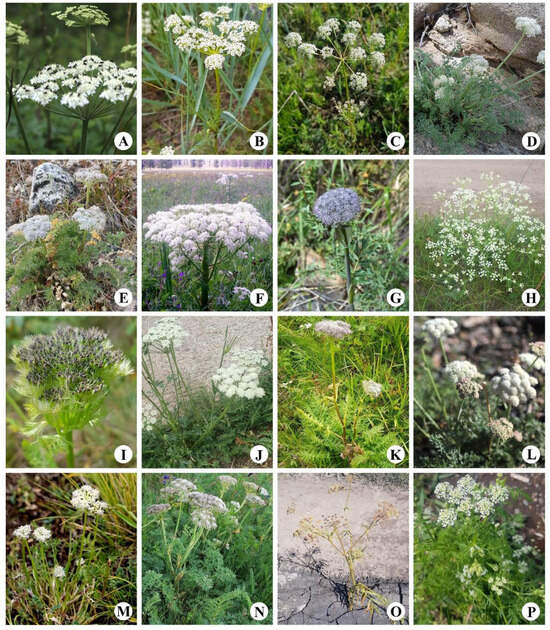 Plants 13 02635 g0a3