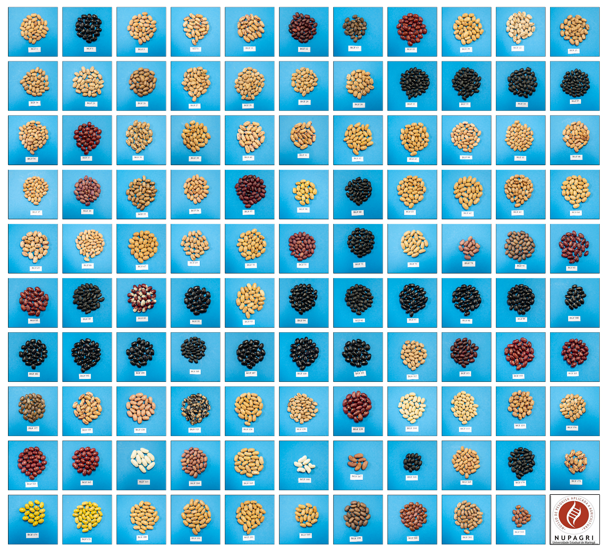 Plants 13 02638 g004