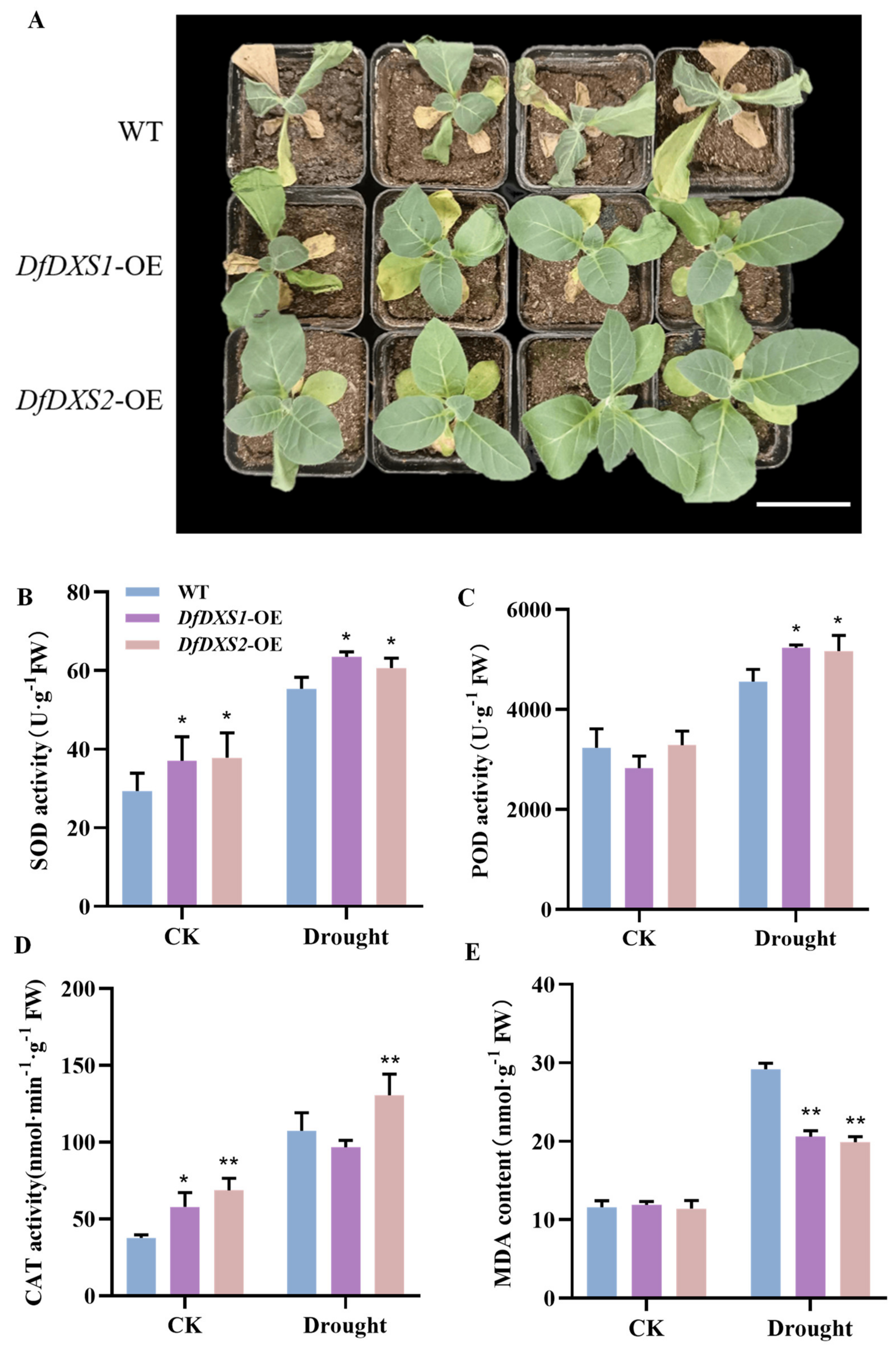 Plants 13 02647 g005