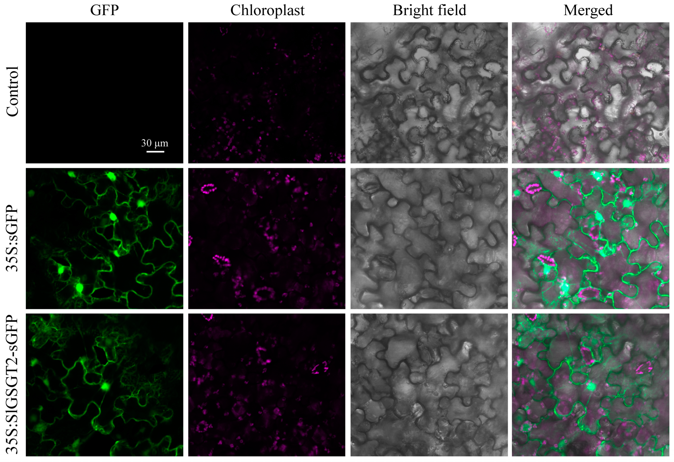 Plants 13 02650 g002