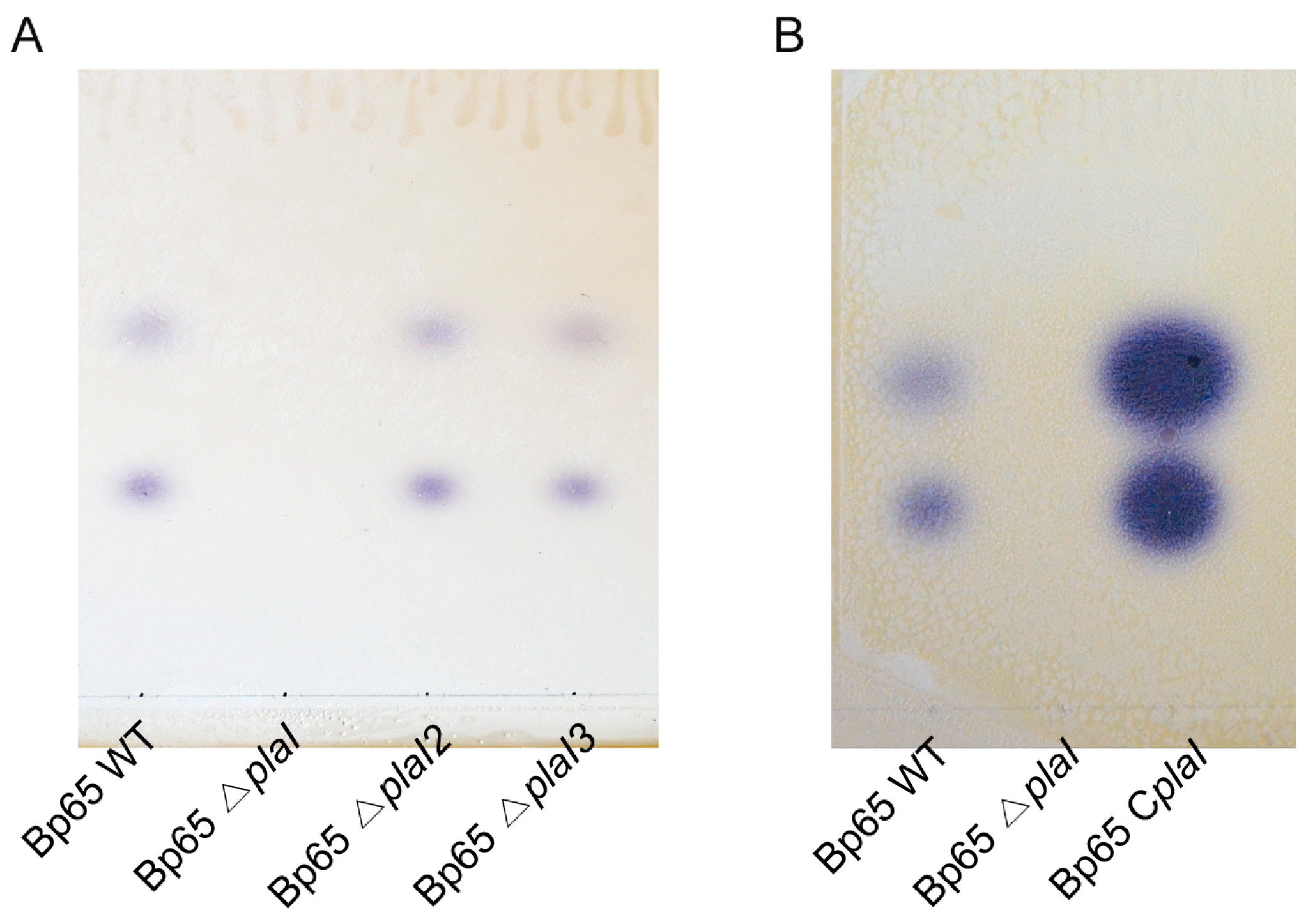 Plants 13 02657 g001