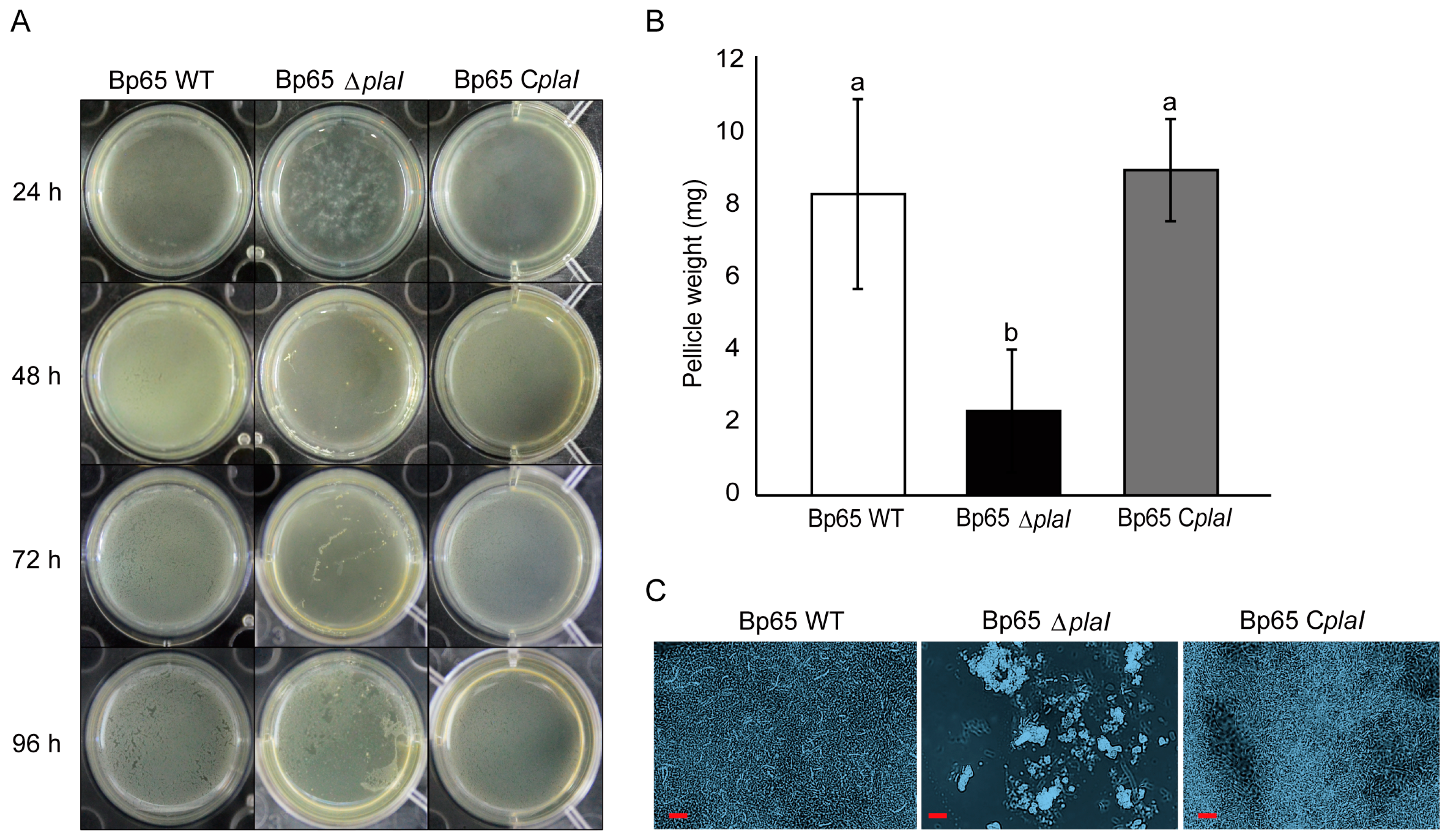 Plants 13 02657 g004