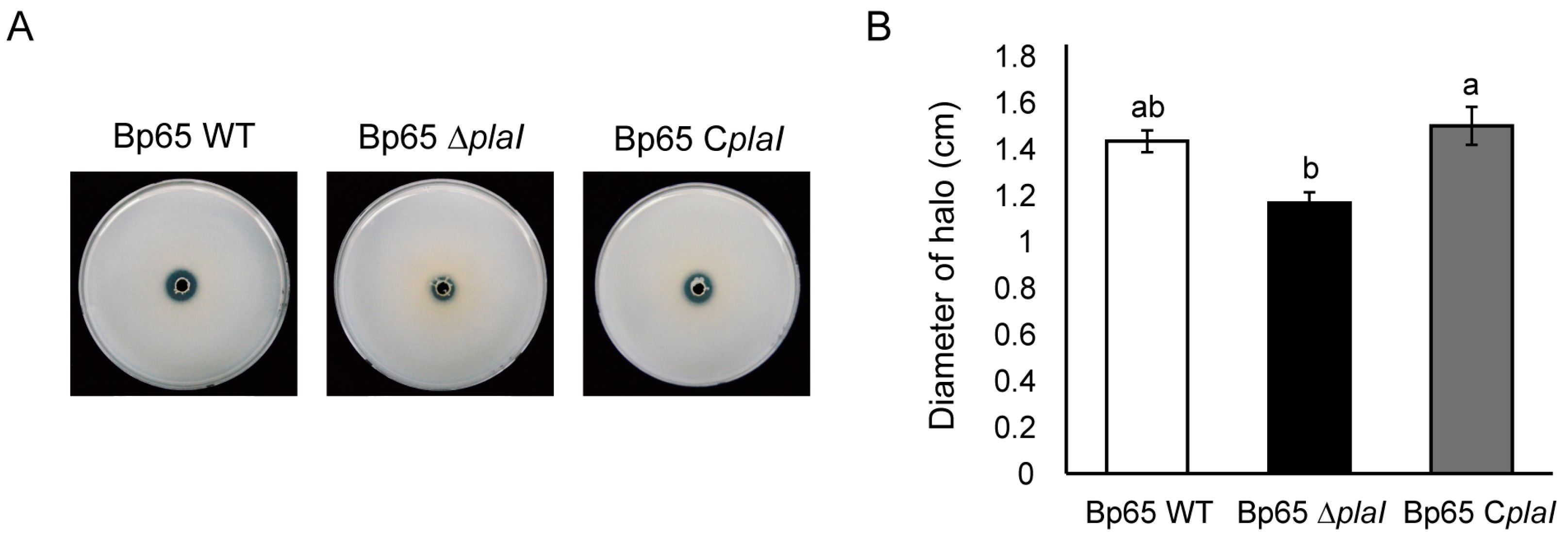 Plants 13 02657 g006