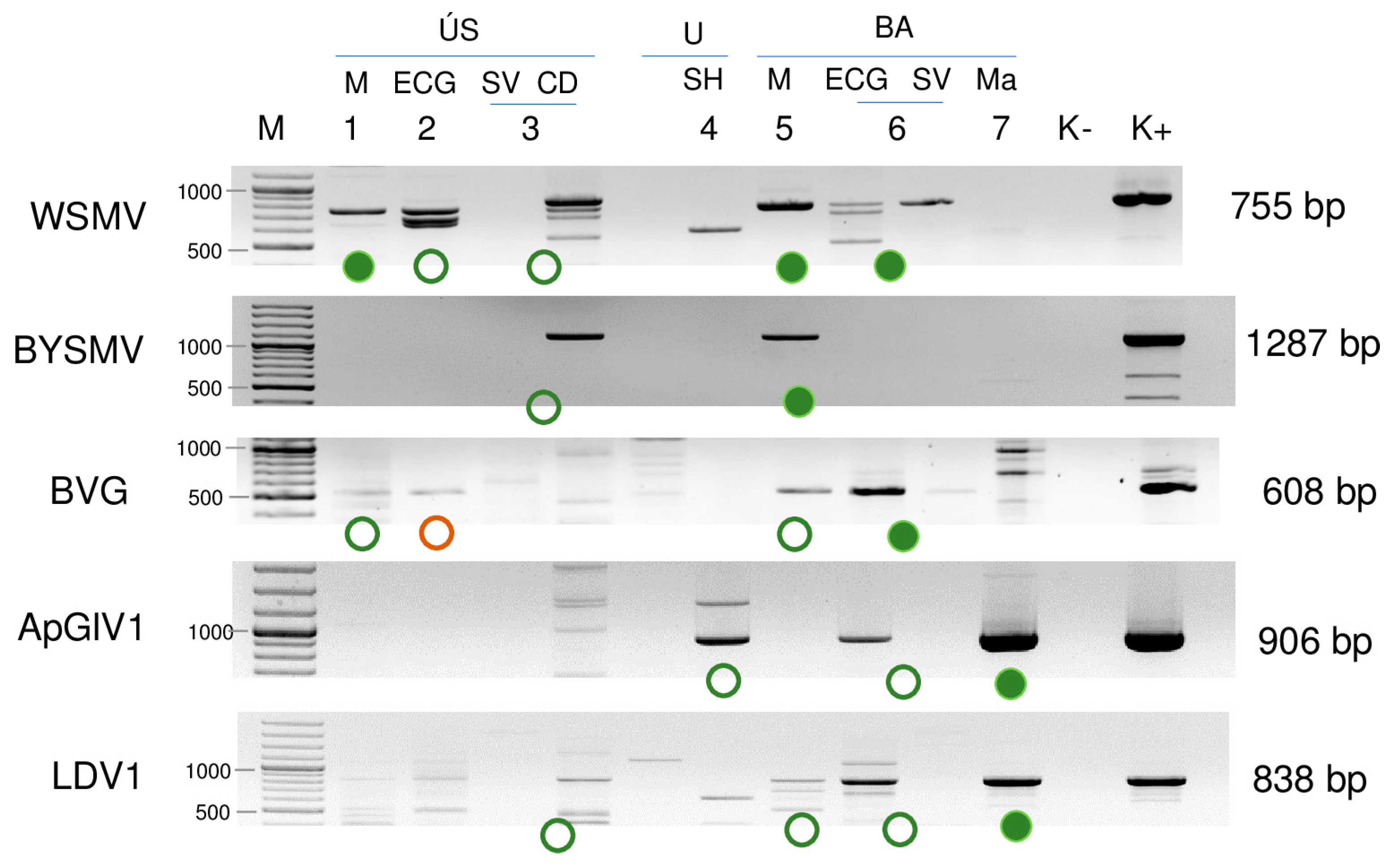 Plants 13 02664 g006