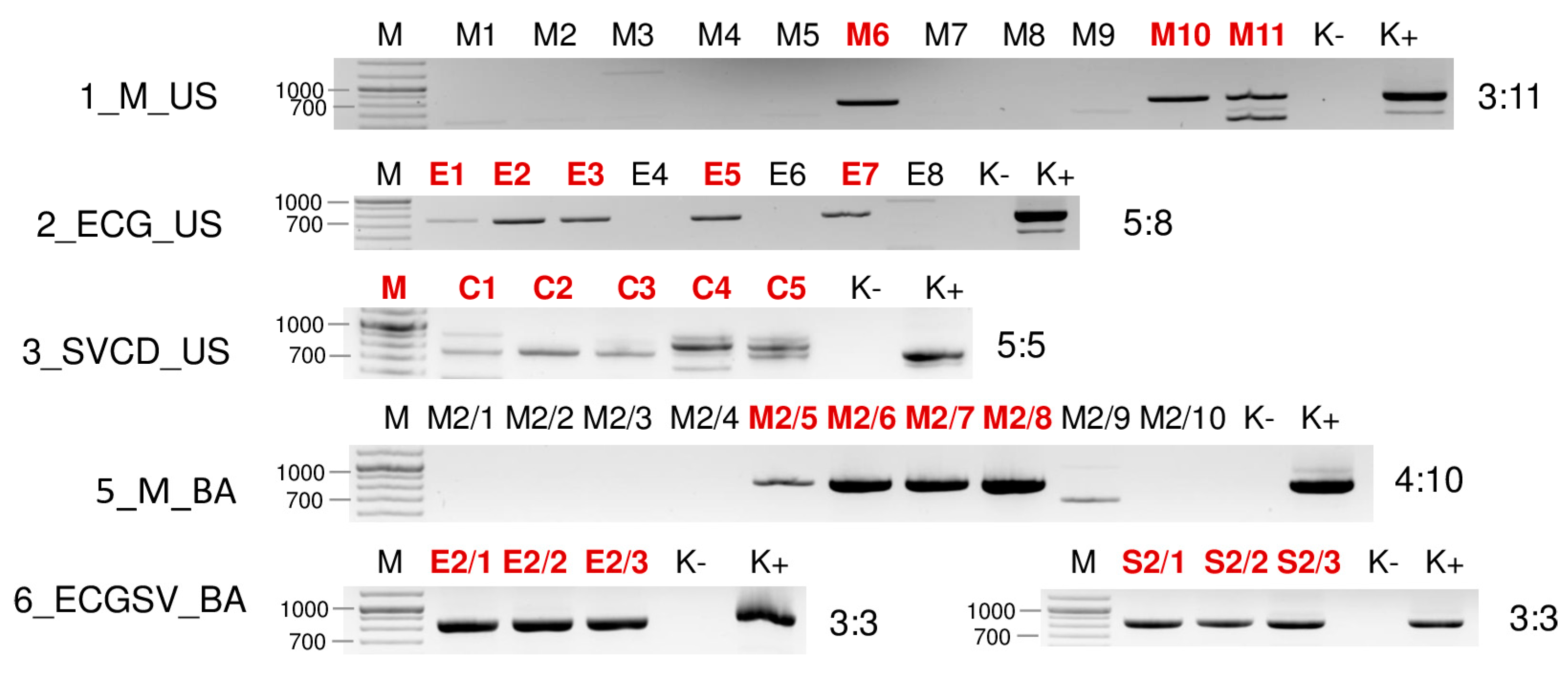 Plants 13 02664 g007