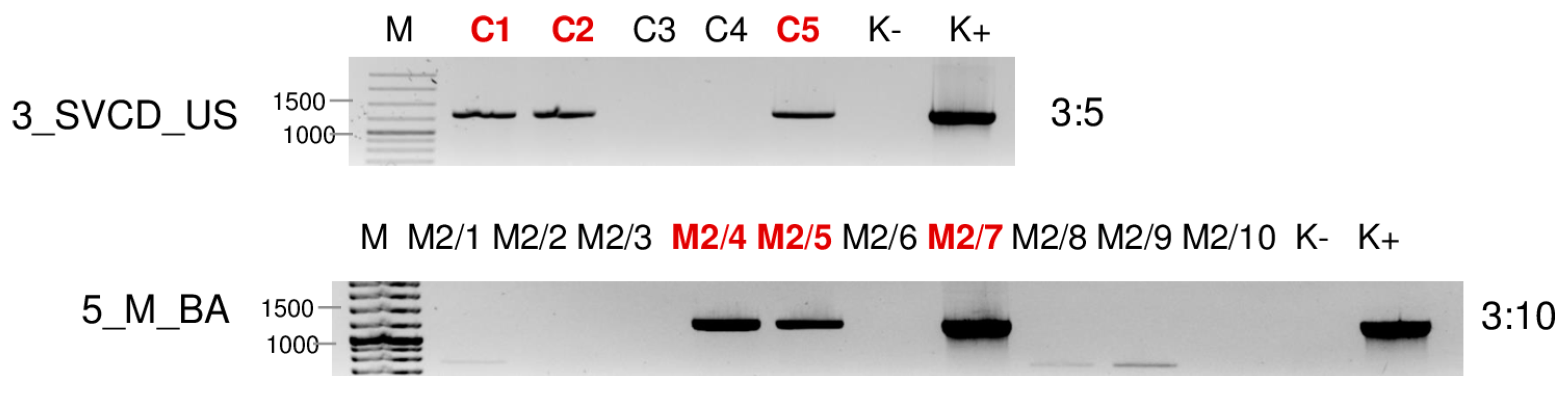 Plants 13 02664 g009