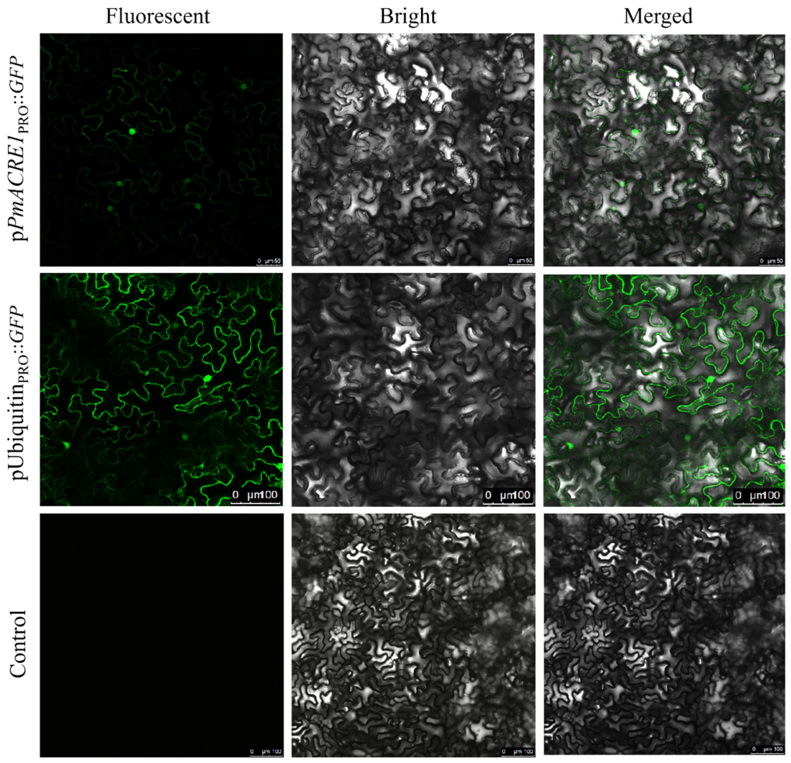 Plants 13 02672 g001