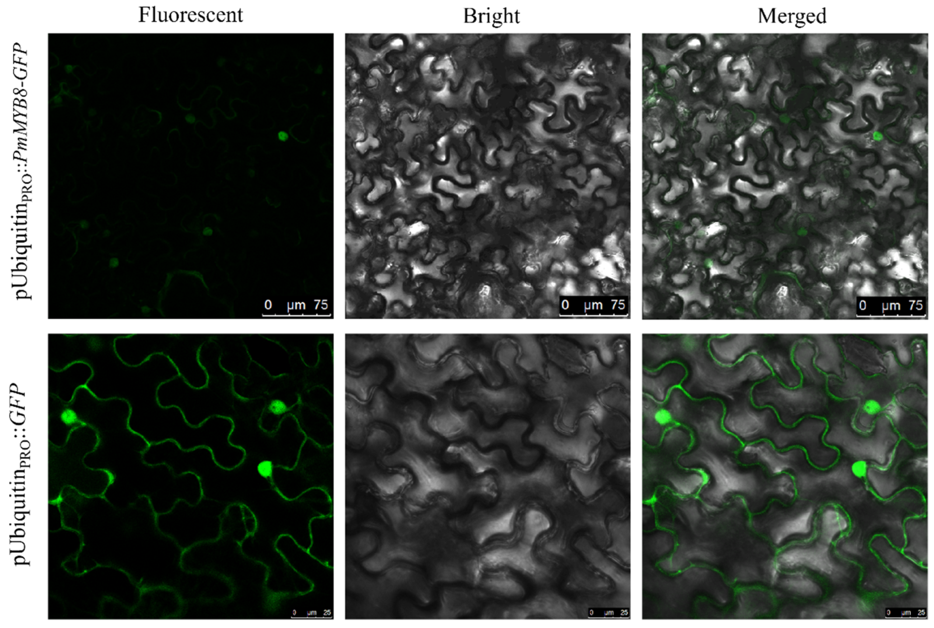 Plants 13 02672 g002