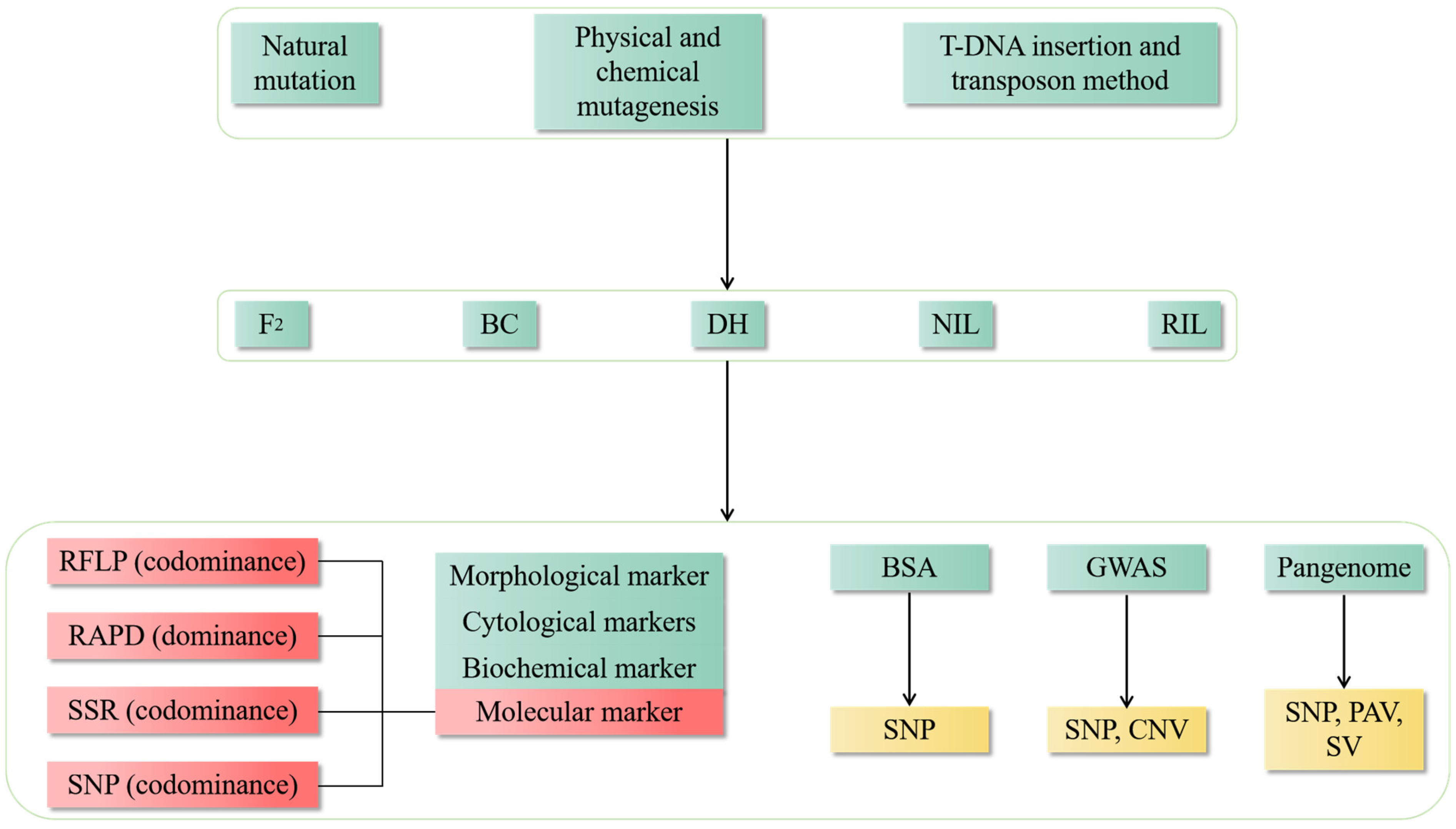 Plants 13 02676 g003