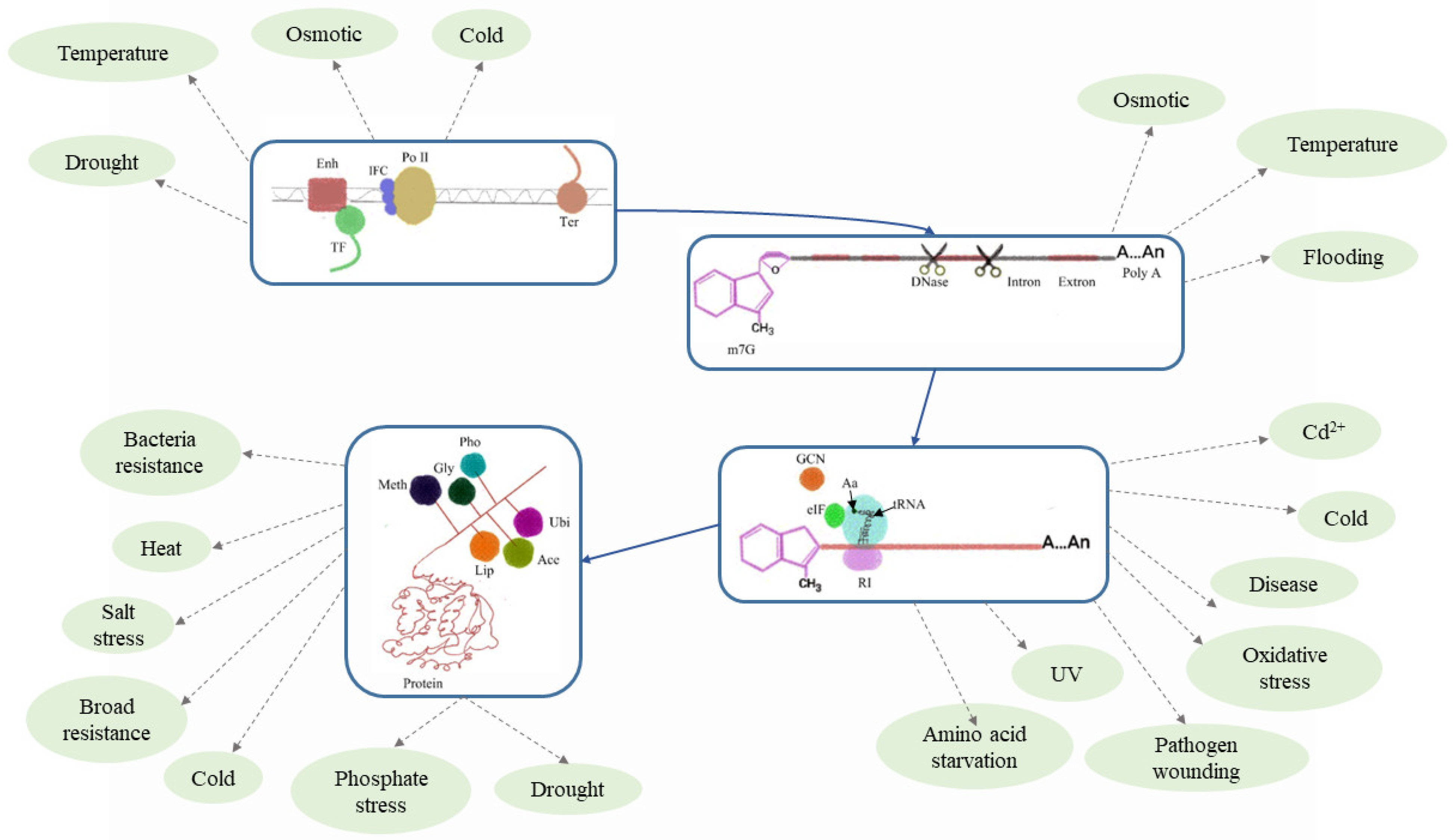 Plants 13 02676 g004