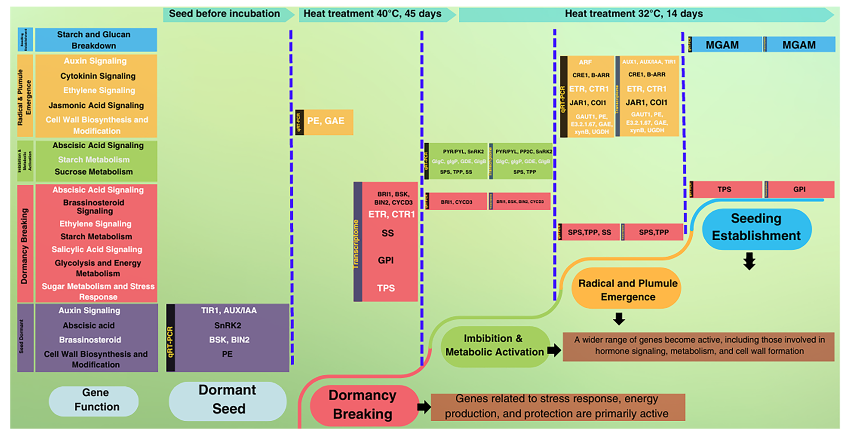 Plants 13 02680 g010