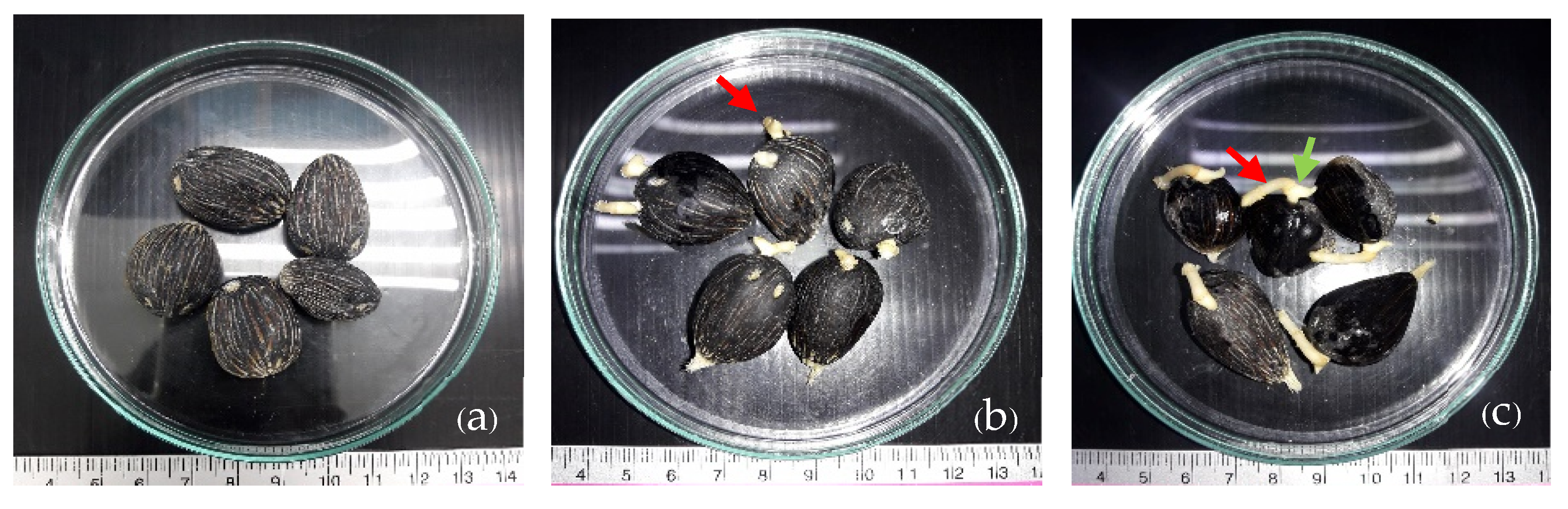 Plants 13 02680 g011