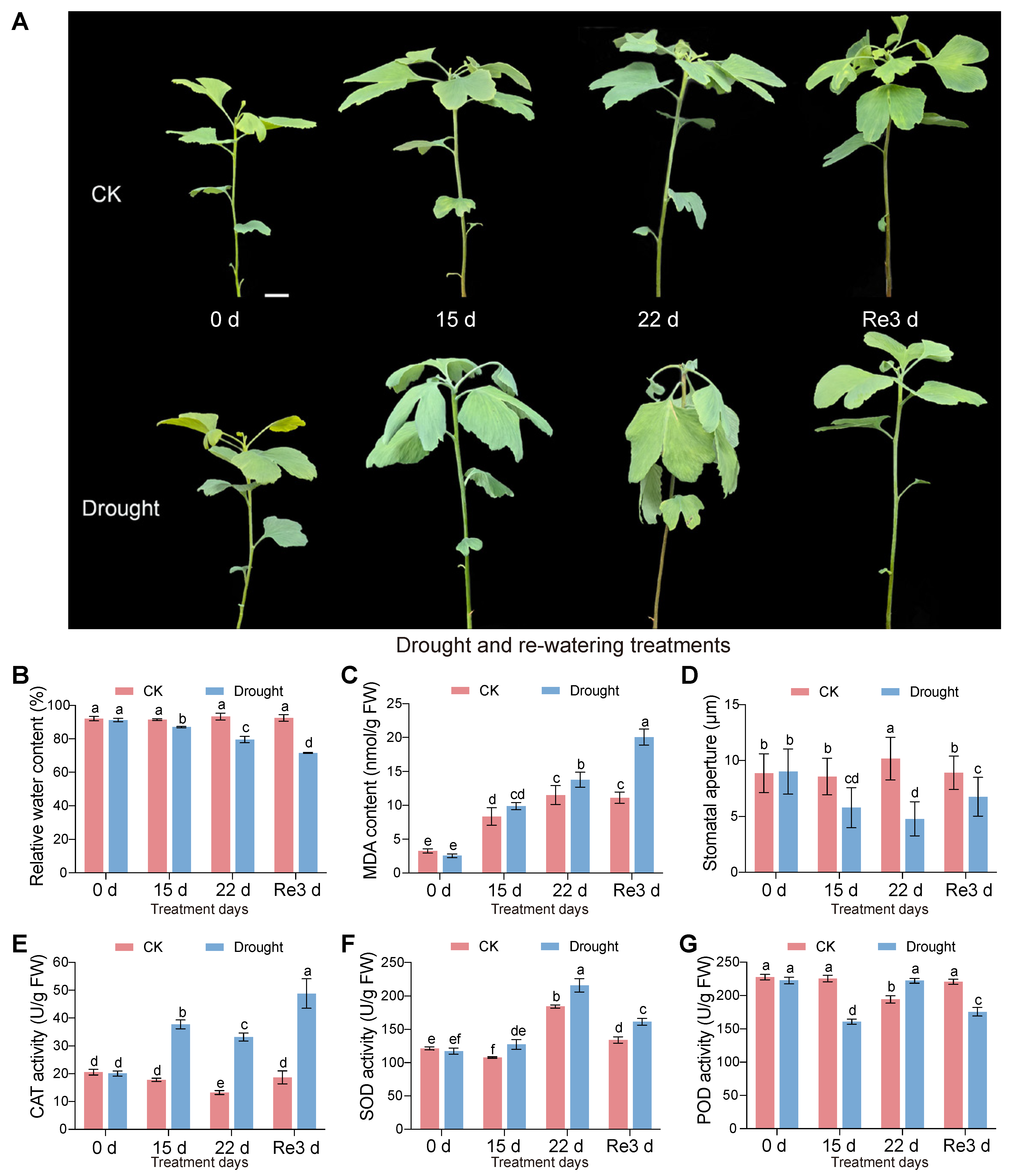 Plants 13 02685 g001