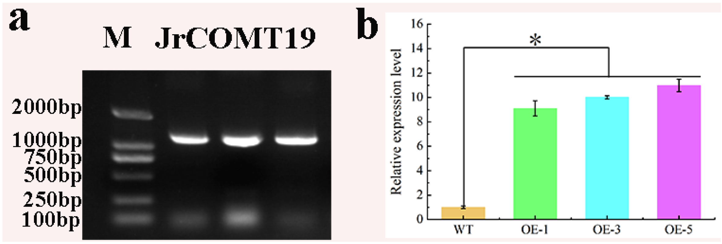 Plants 13 02690 g004