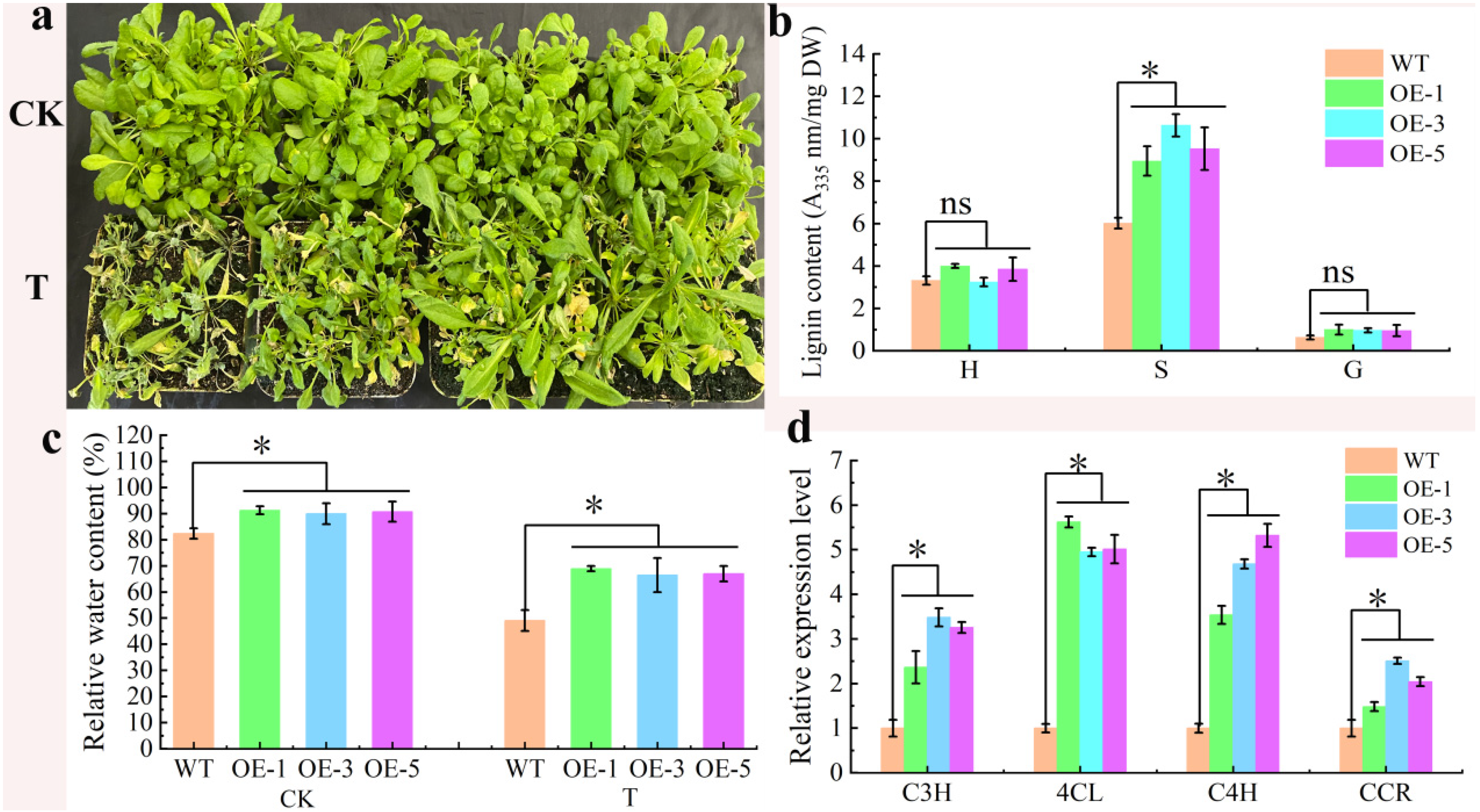 Plants 13 02690 g005