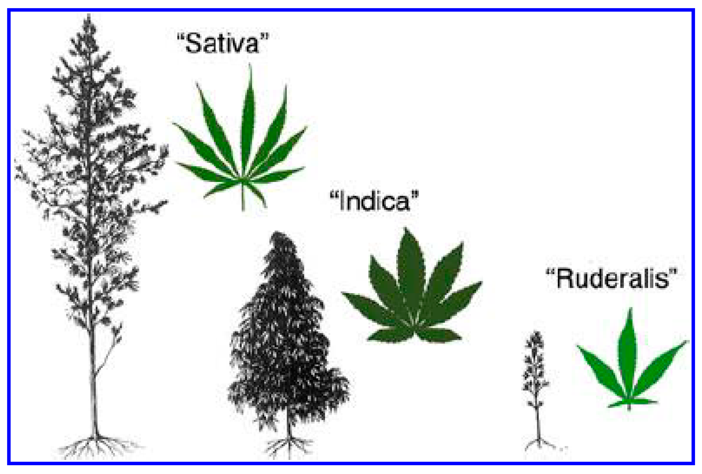 Plants 13 02695 g003