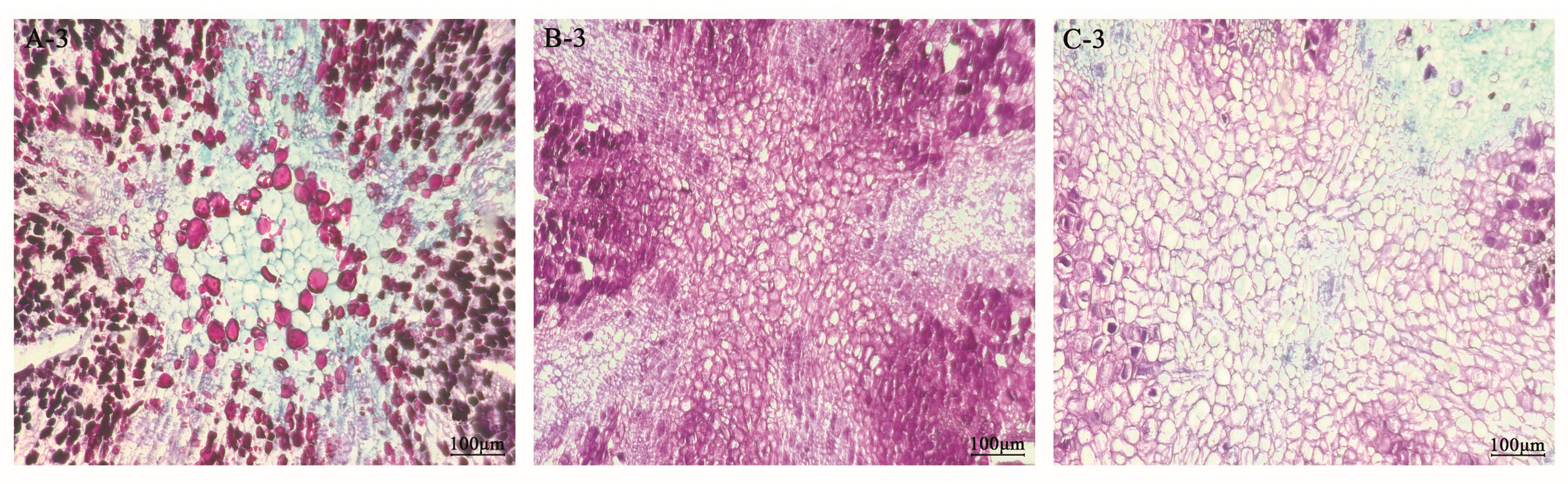 Plants 13 02696 g002b