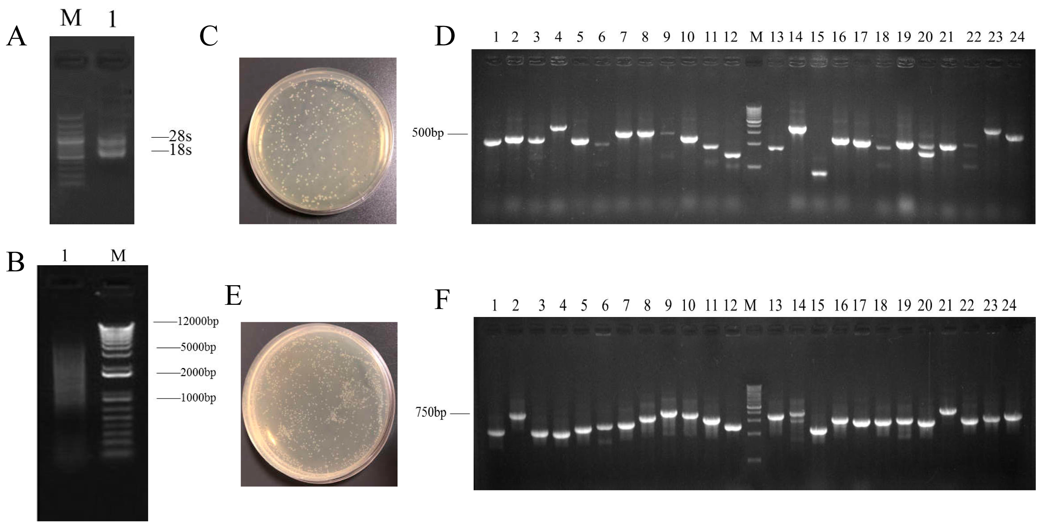 Plants 13 02697 g001