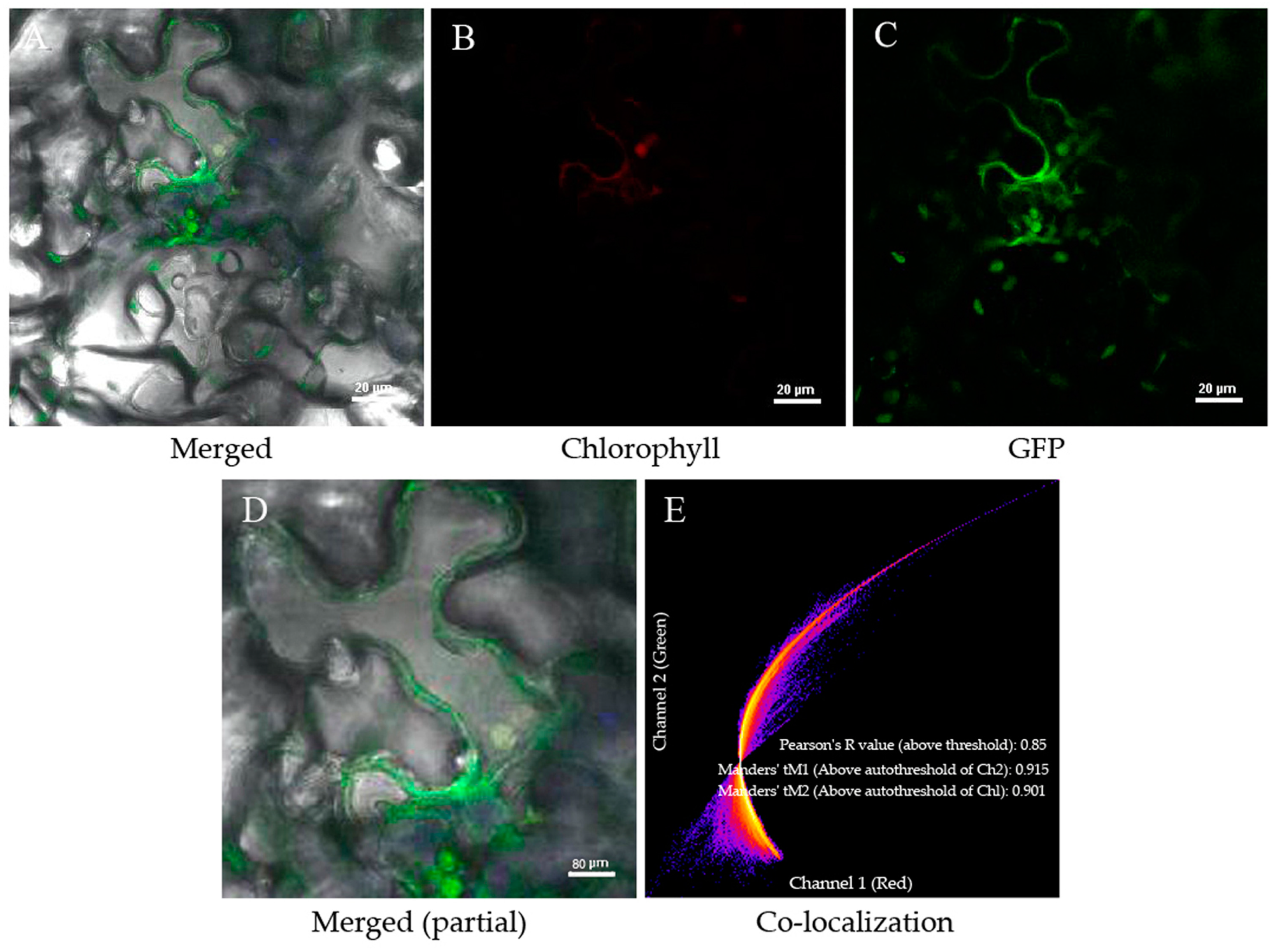 Plants 13 02697 g003