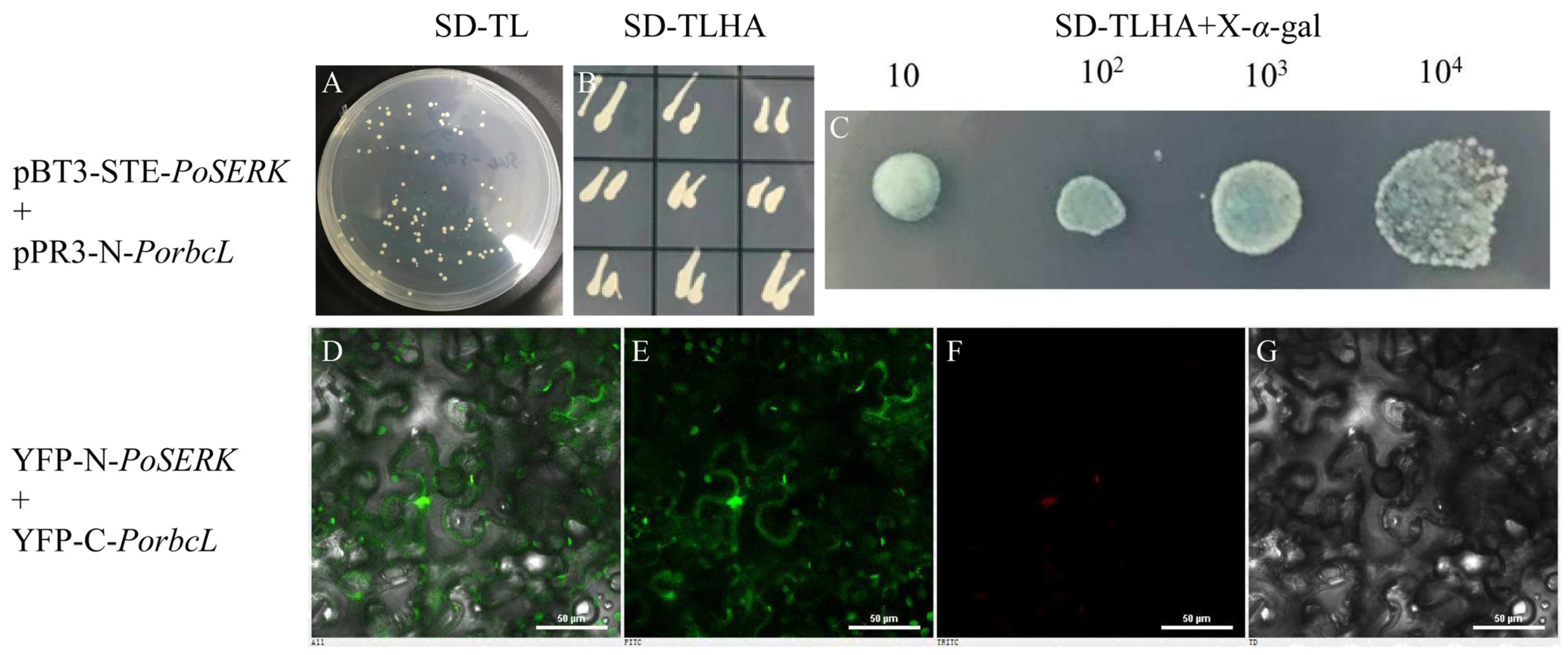 Plants 13 02697 g004