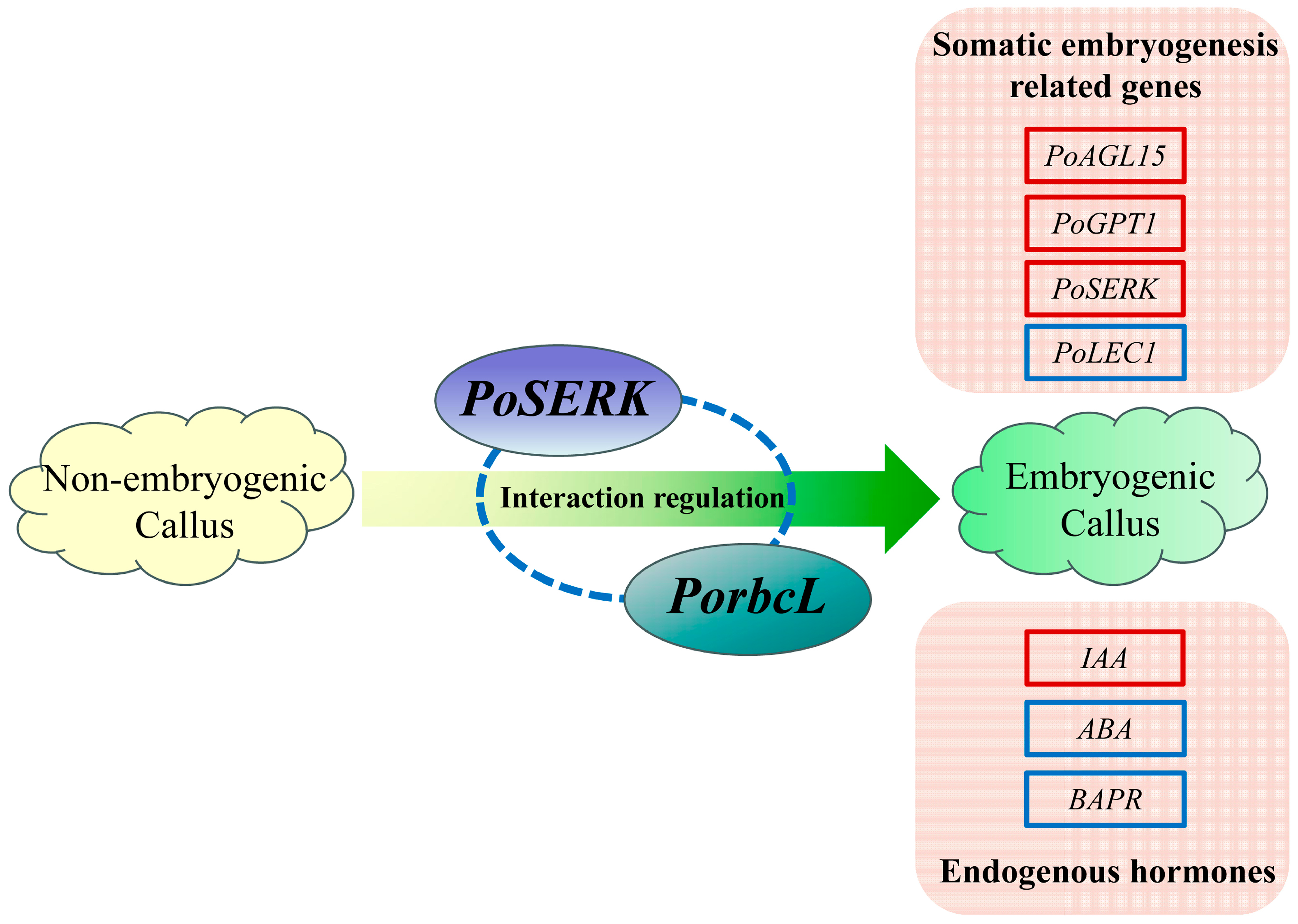 Plants 13 02697 g011