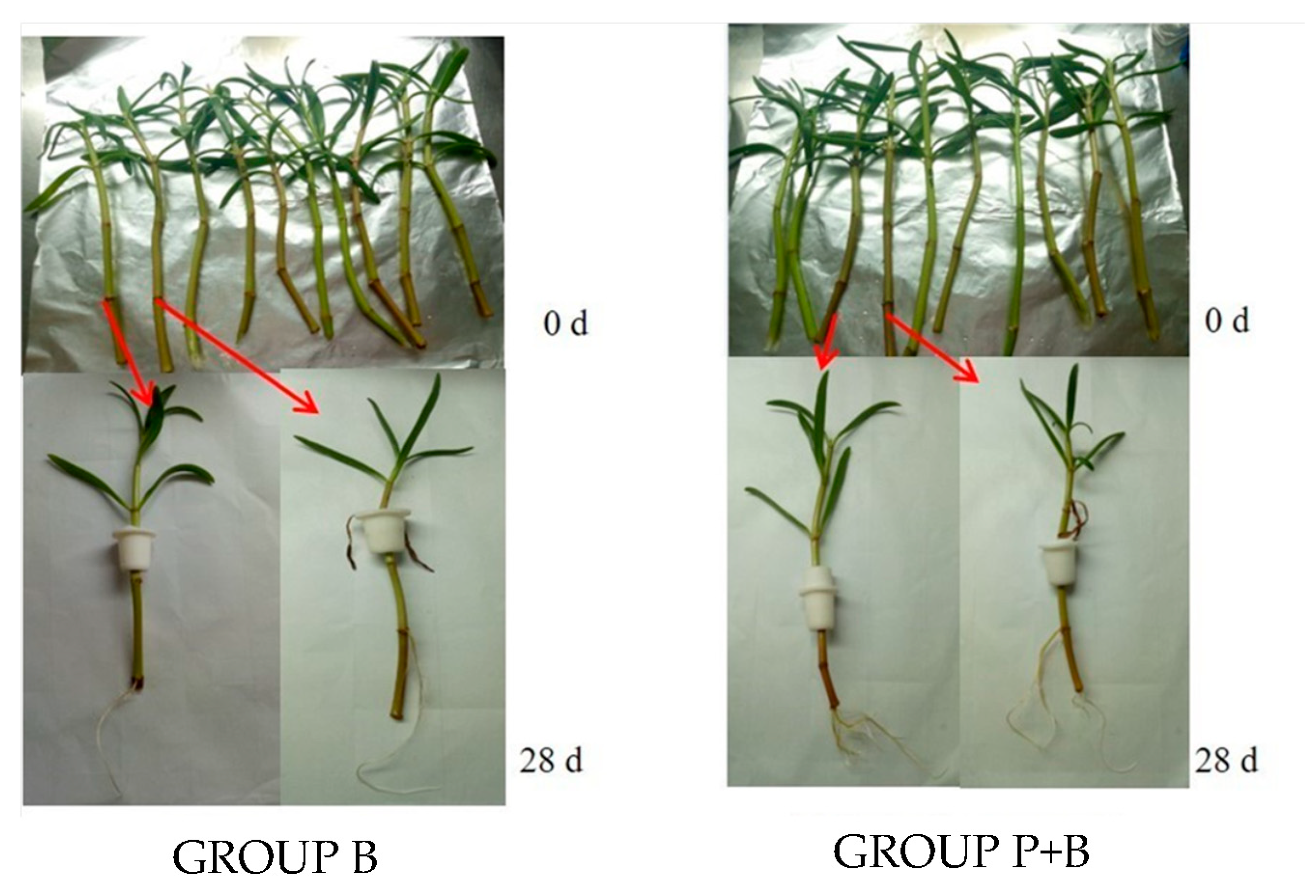 Plants 13 02703 g006