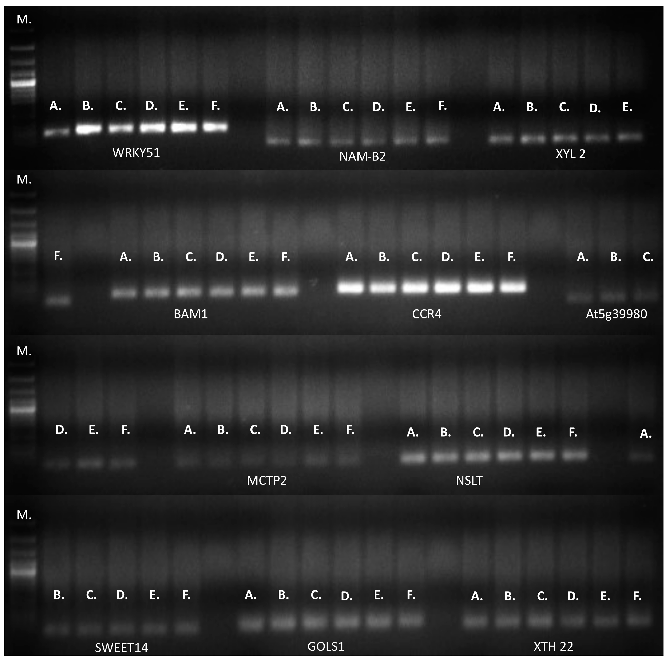 Plants 13 02705 g007