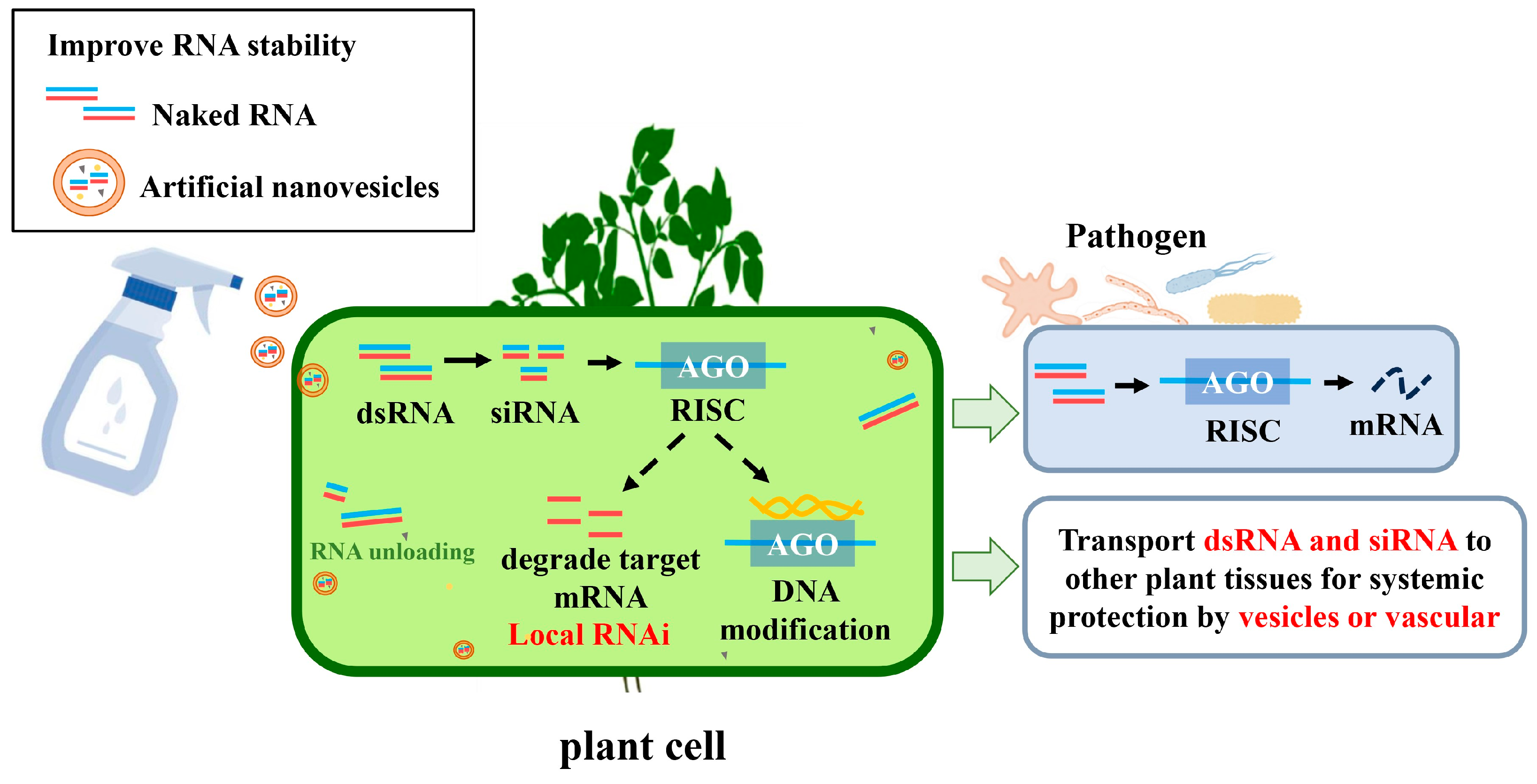 Plants 13 02712 g002