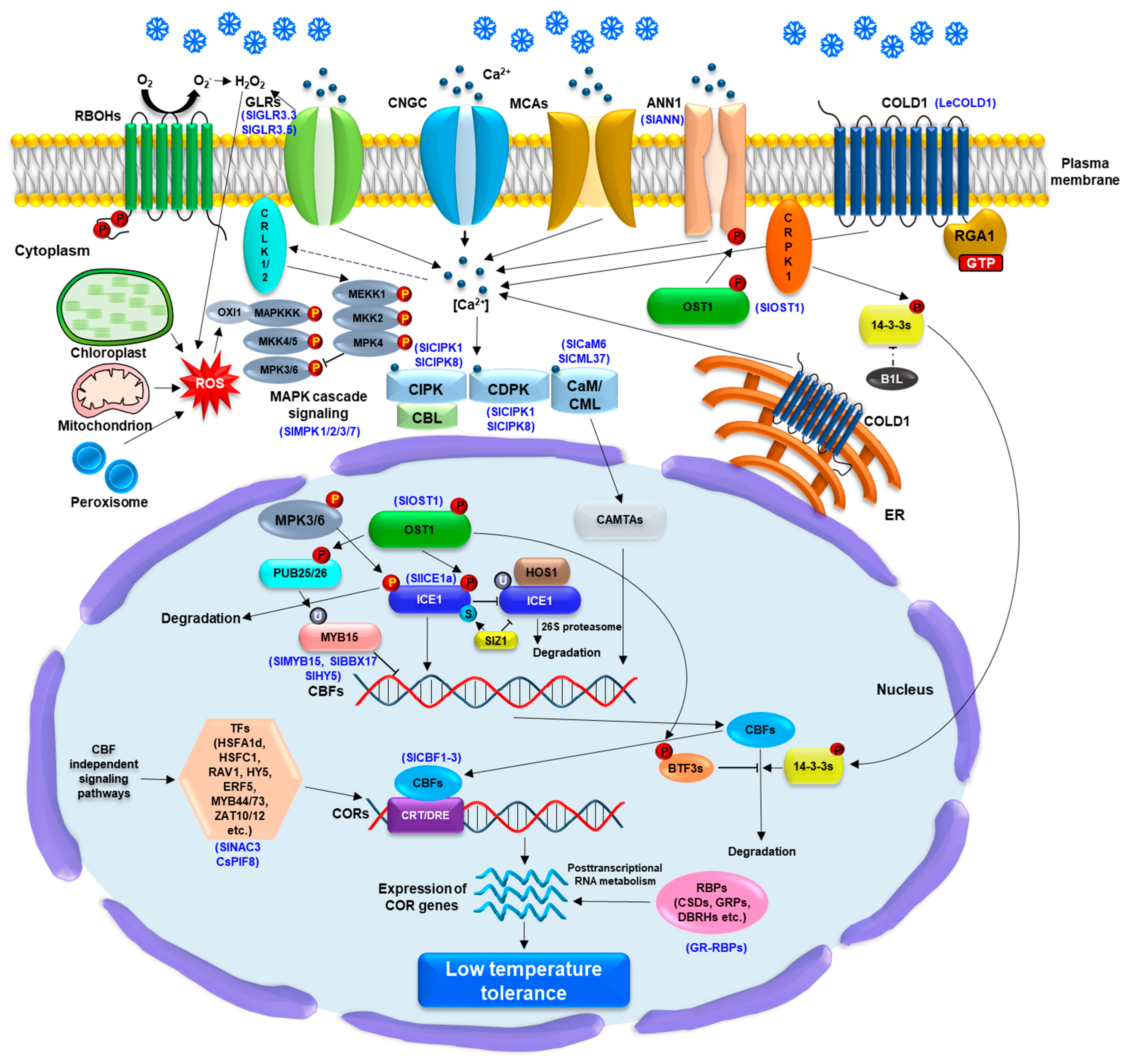 Plants 13 02715 g002