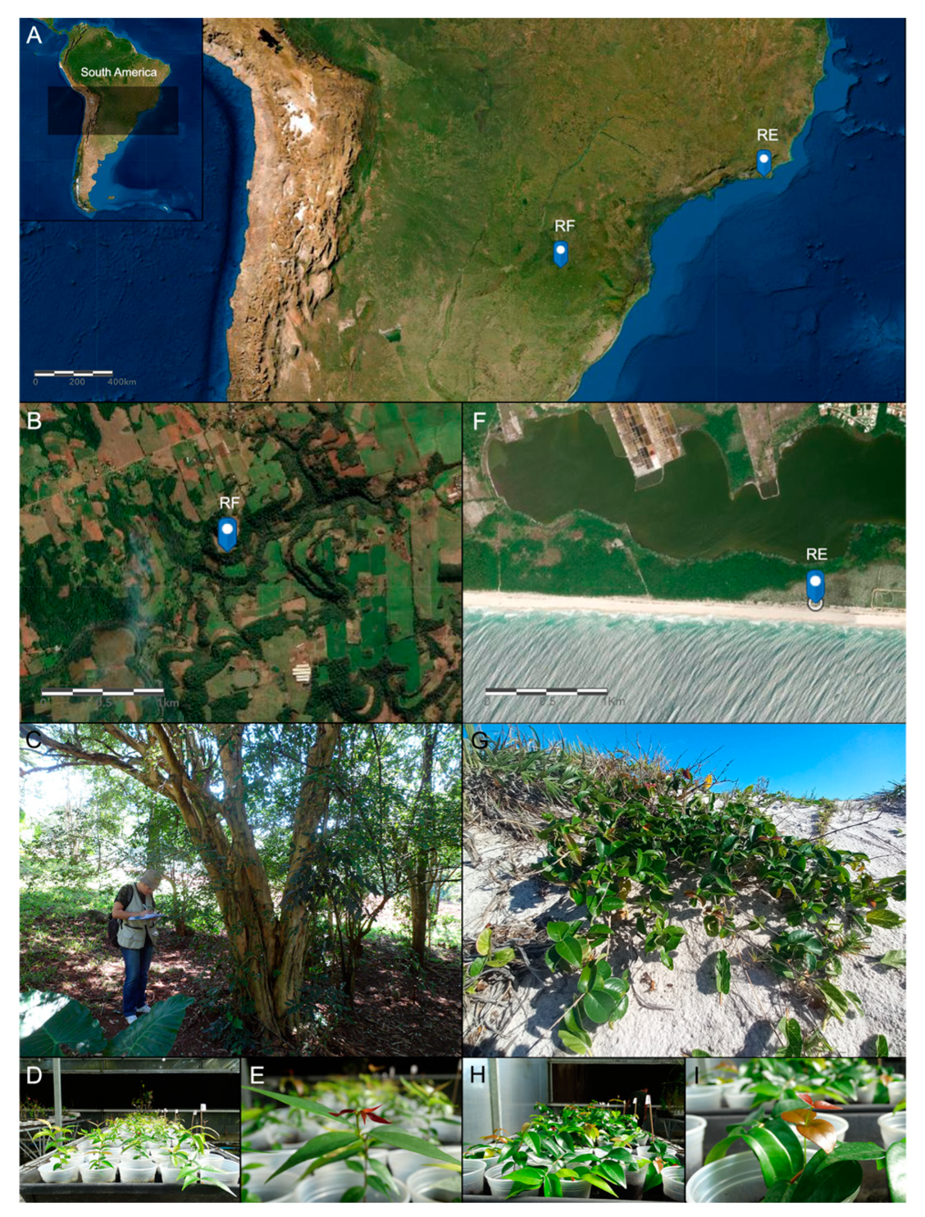 Plants 13 02719 g001