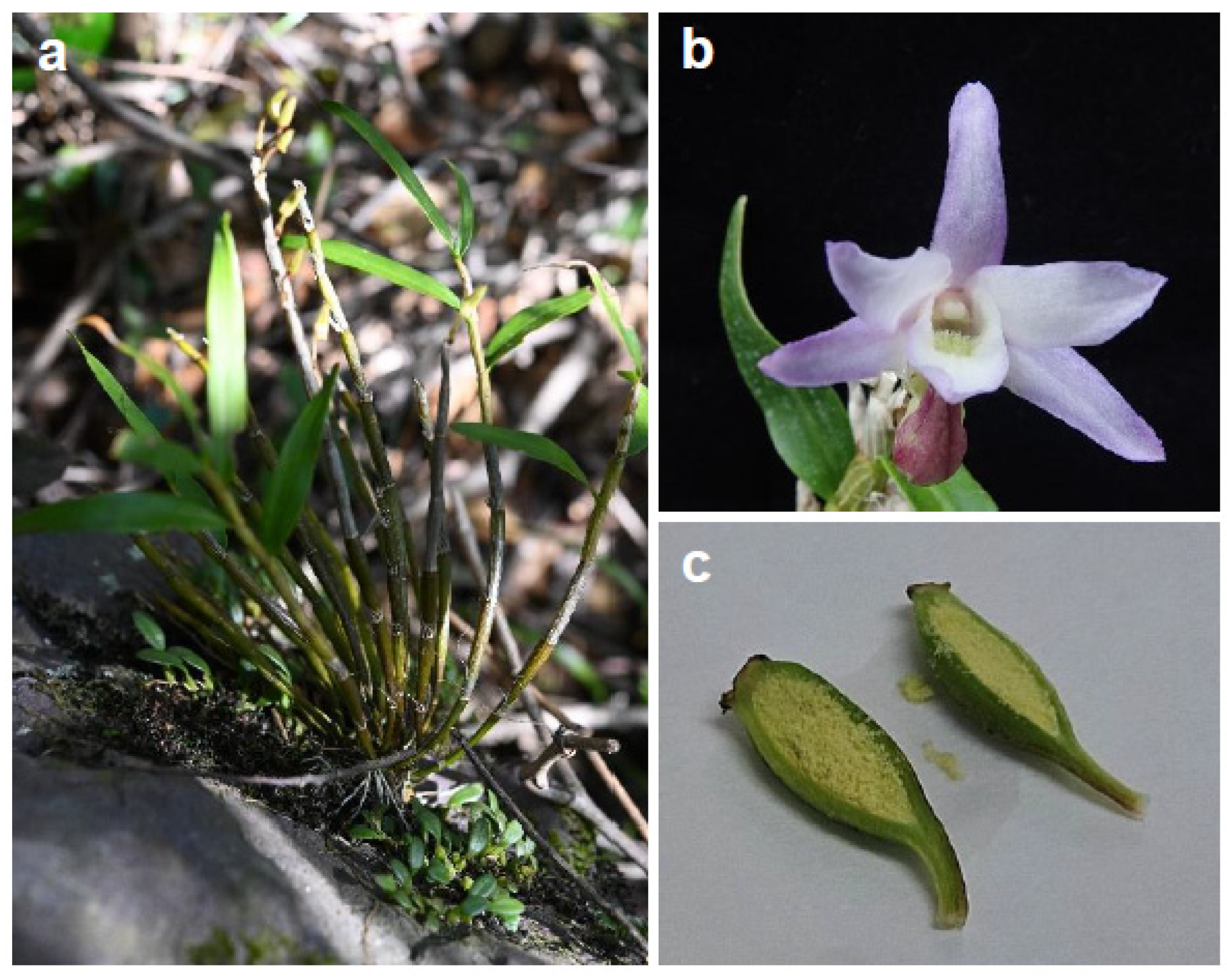 Plants 13 02721 g001 Plants 13 02721 g001