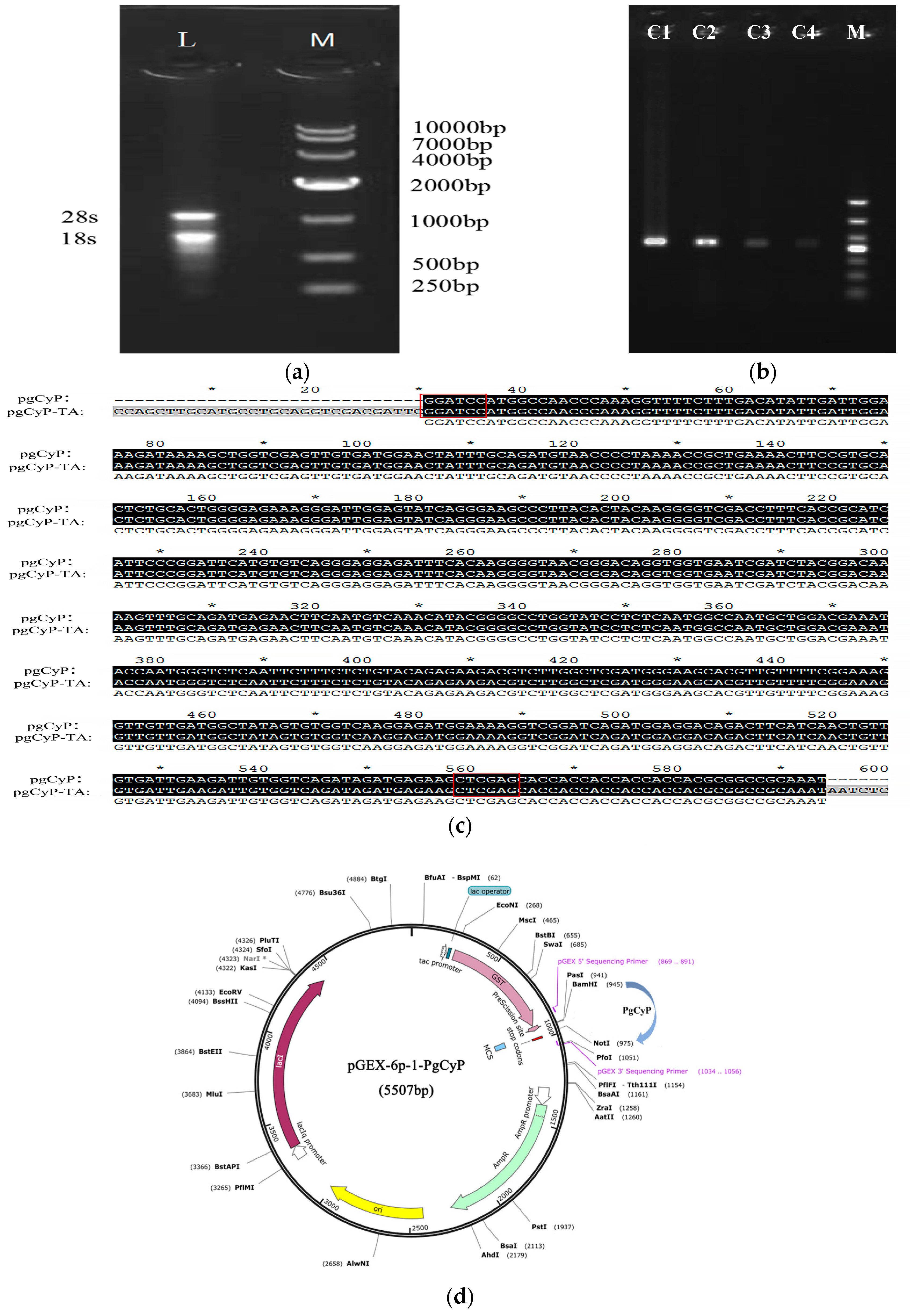 Plants 13 02731 g001