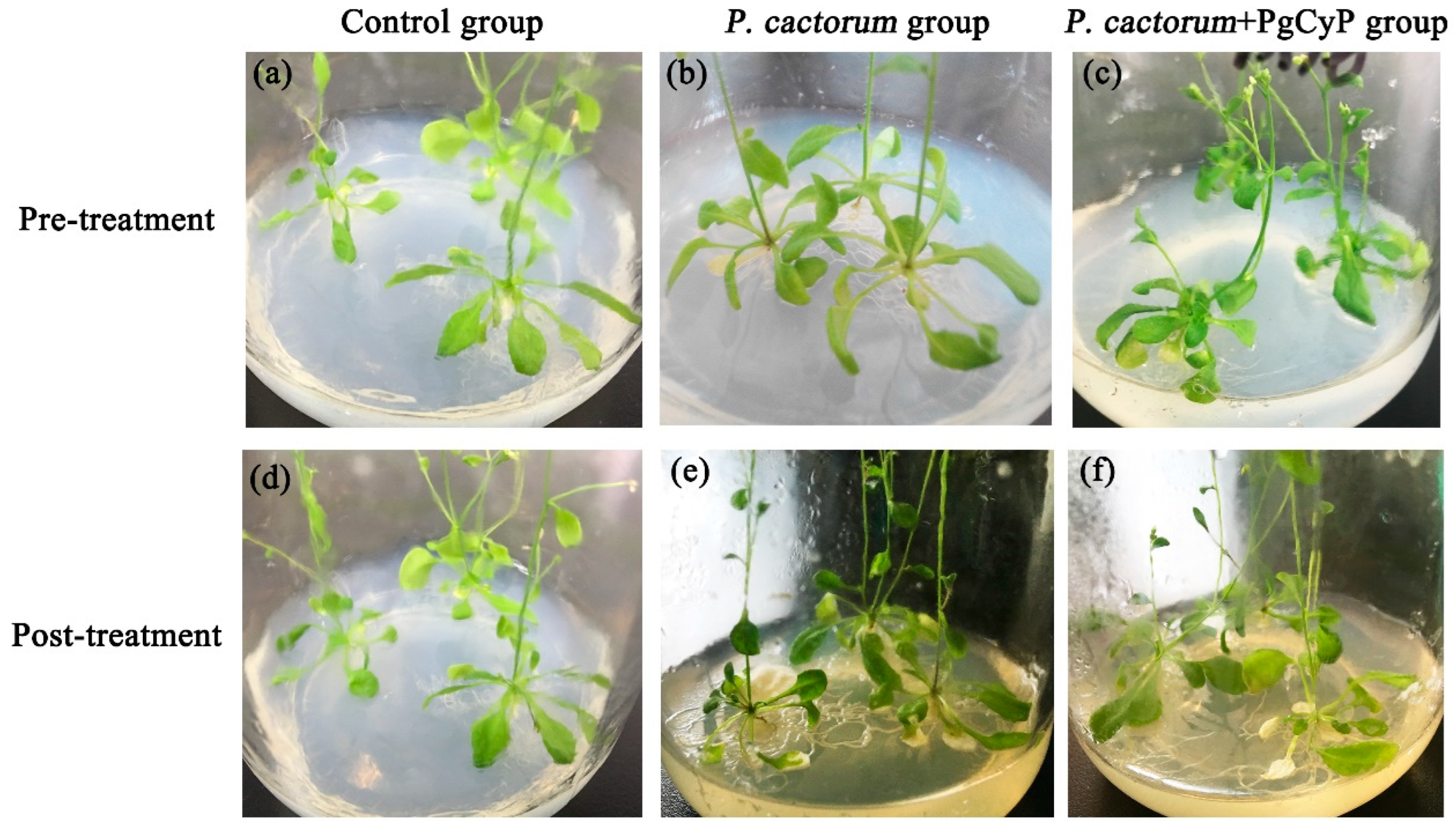 Plants 13 02731 g013