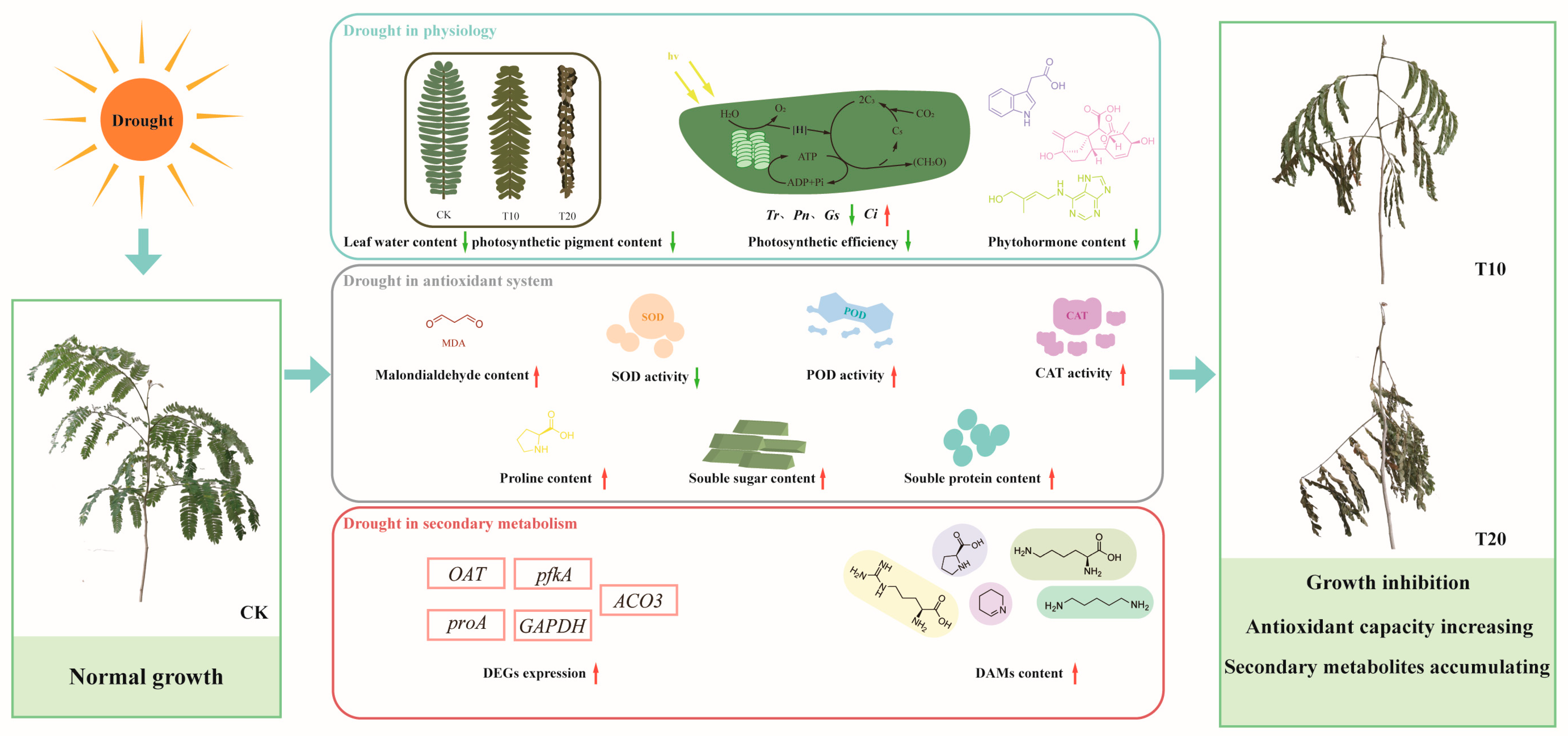 Plants 13 02732 g007