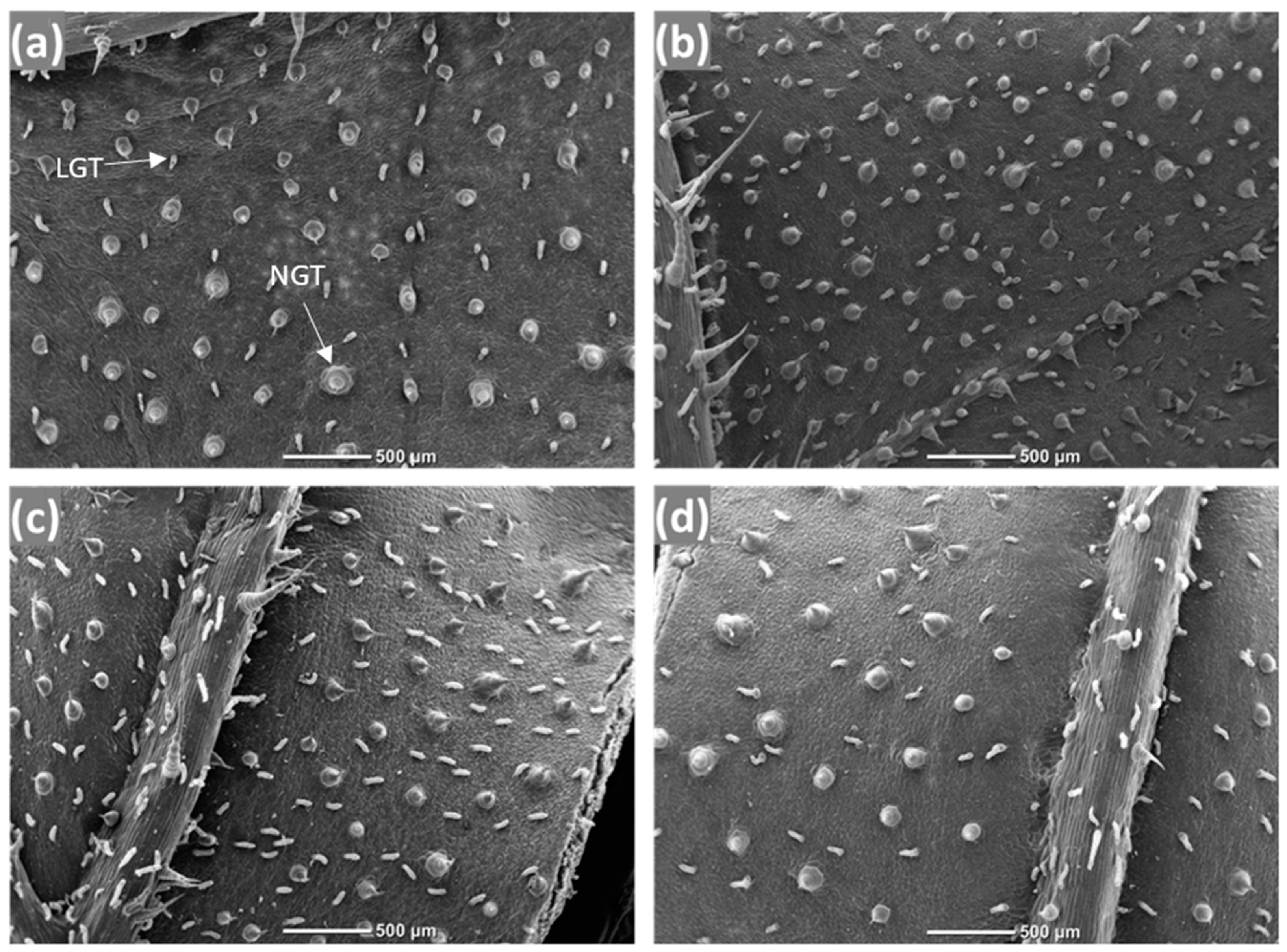 Plants 13 02733 g003