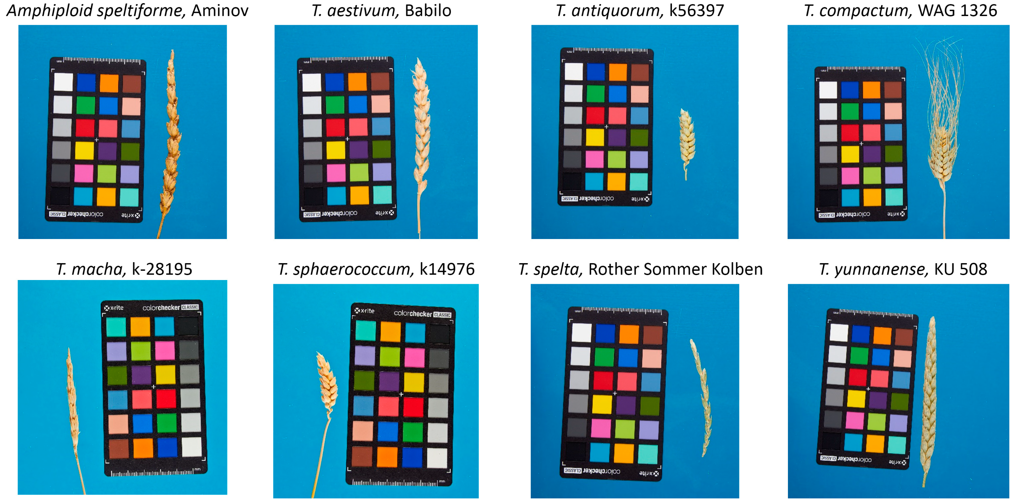 Plants 13 02736 g006