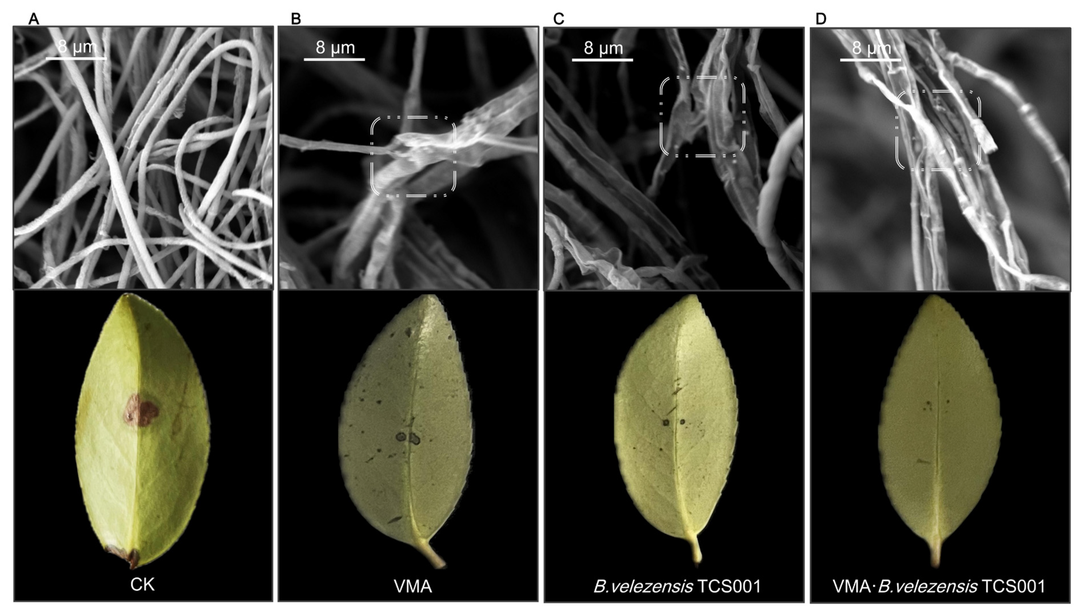 Plants 13 02743 g002