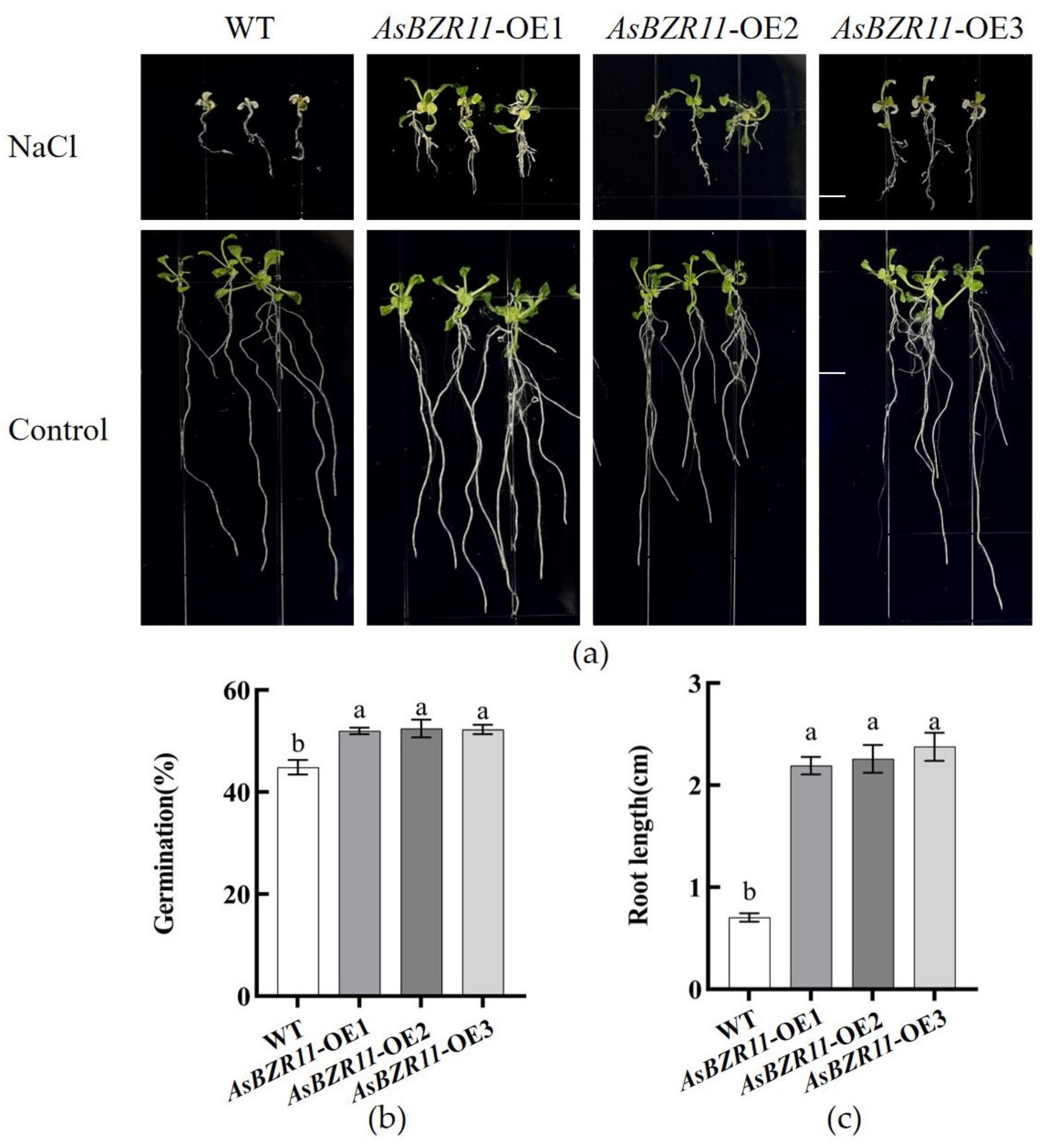 Plants 13 02749 g007