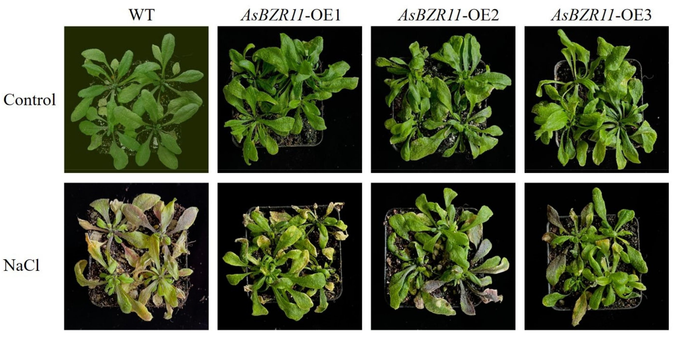 Plants 13 02749 g008