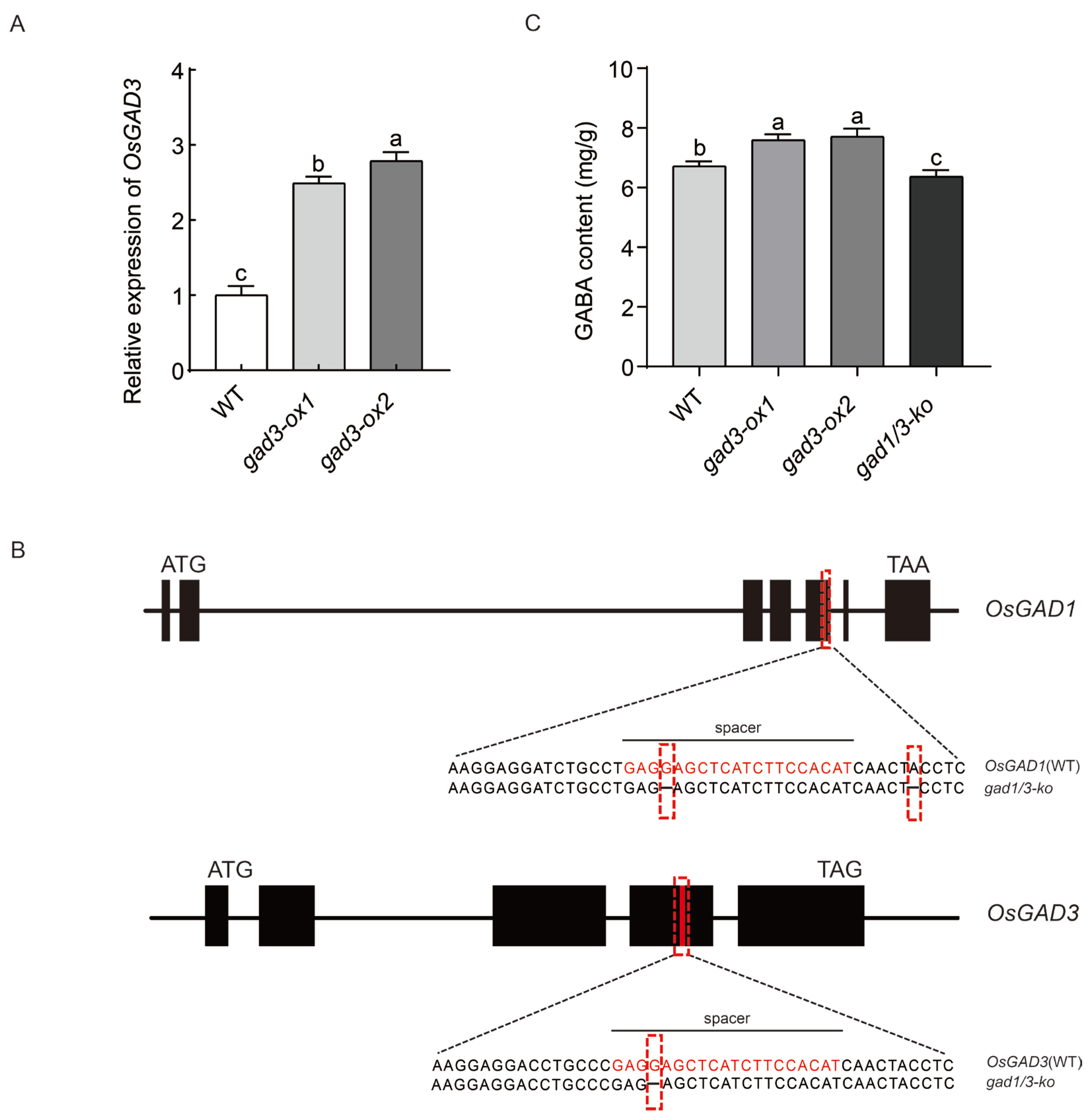 Plants 13 02750 g001