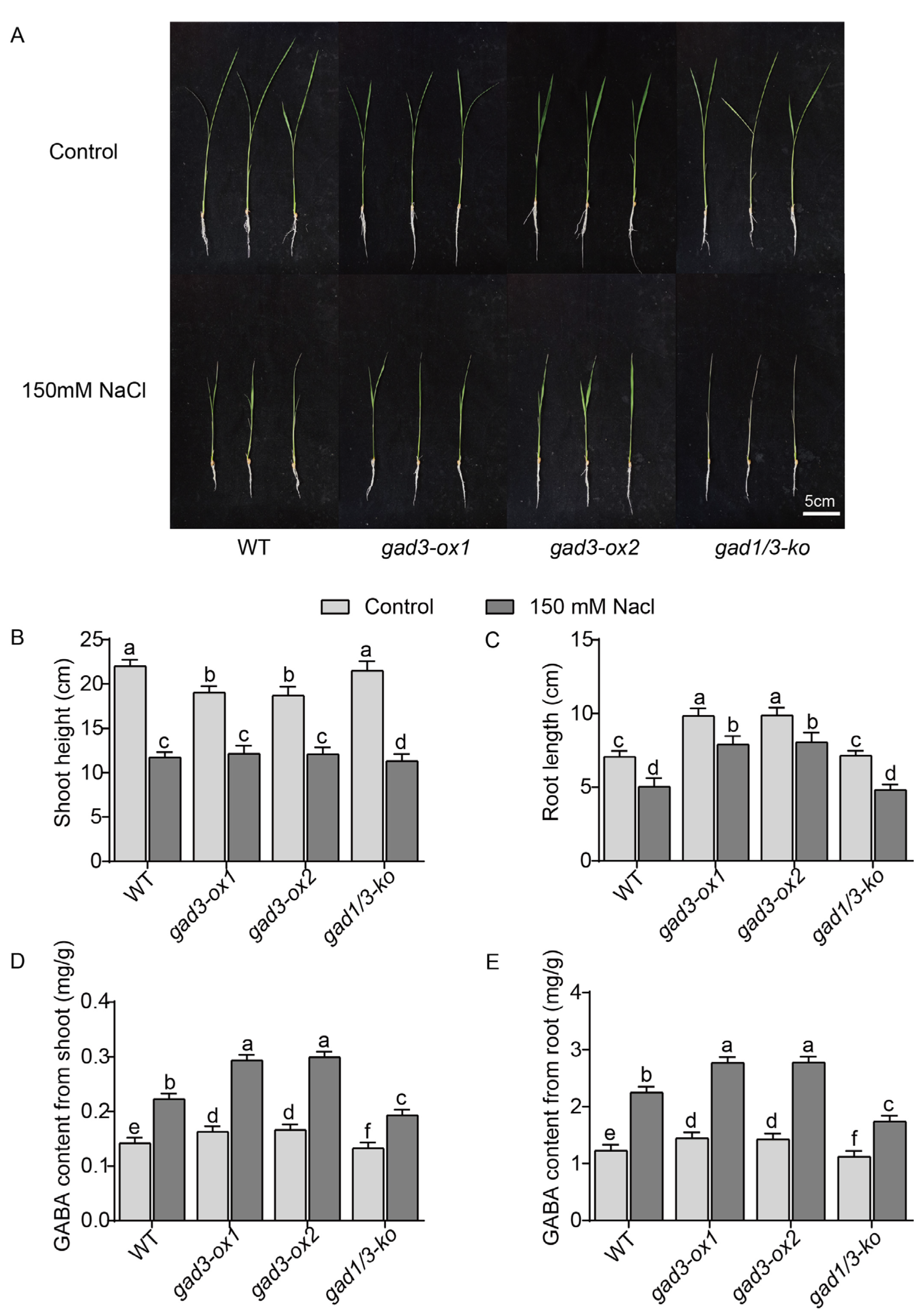 Plants 13 02750 g003