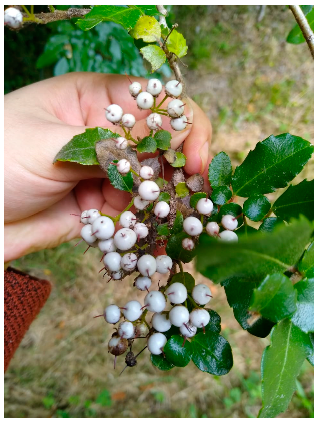 Plants 13 02756 g001