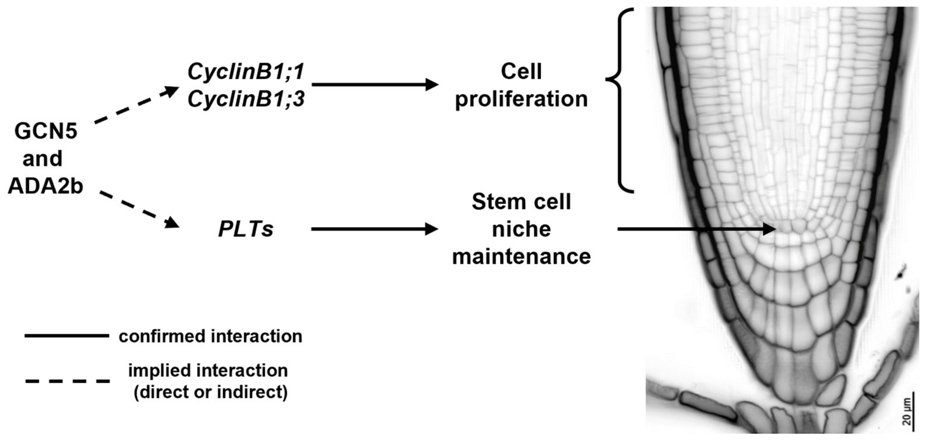 Plants 13 02760 g001